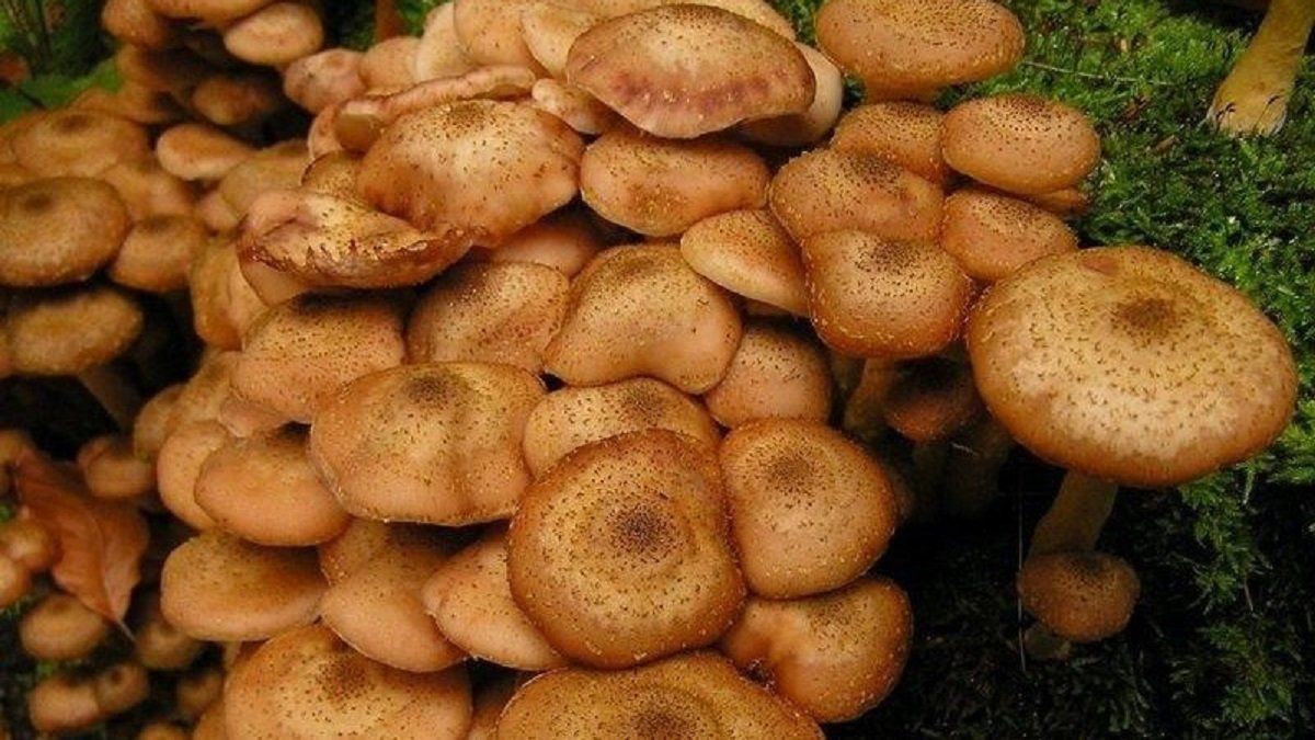 Лесные Опята Съедобные И Несъедобные Фото – Telegraph