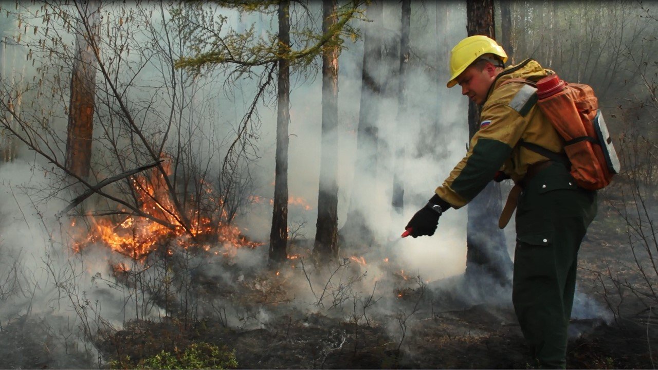 Более чем в 60 регионах России потушено свыше 9 тысяч лесных пожаров