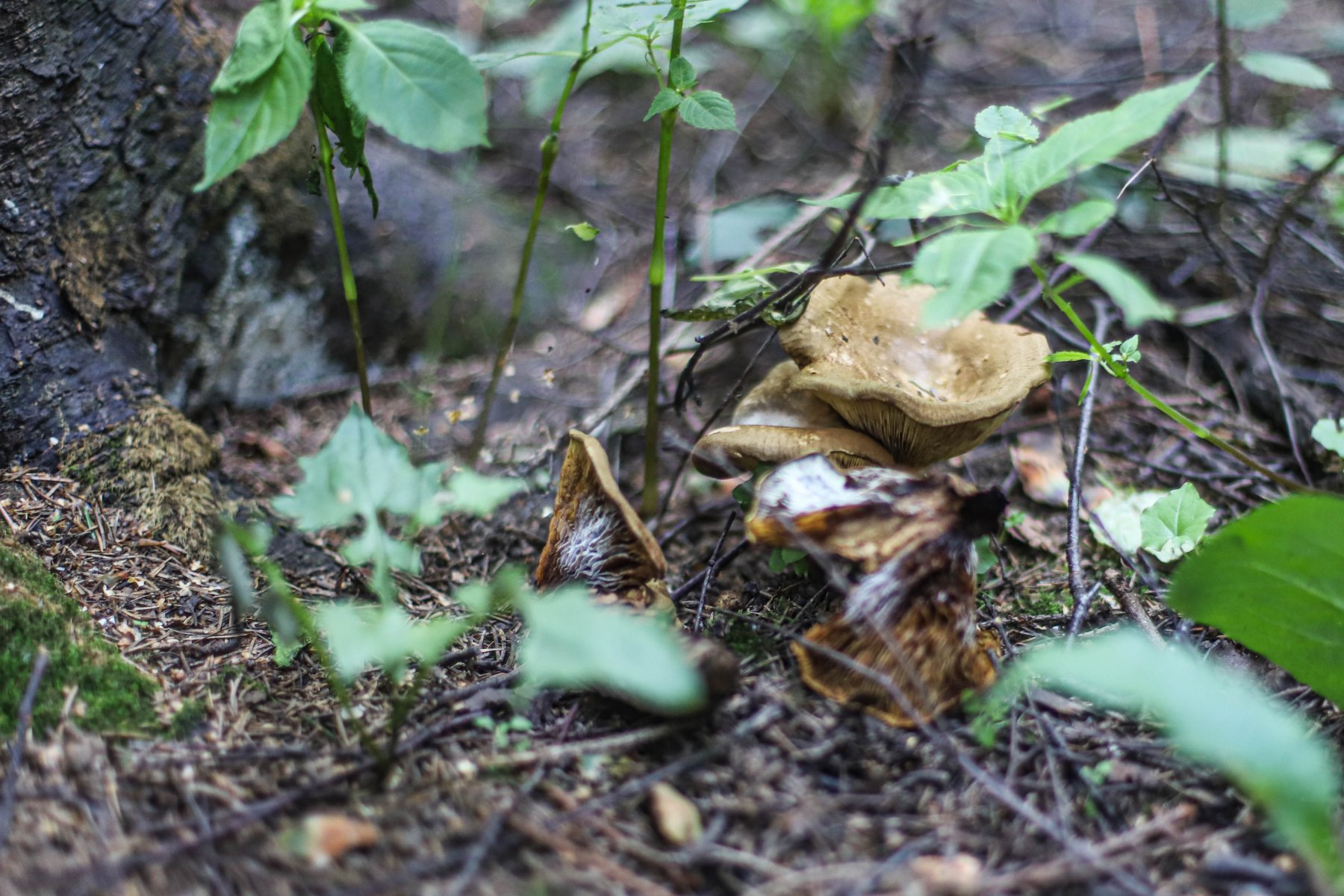 В Егорьевском округе компания грибников разделилась и потеряла 74-летнего товарища