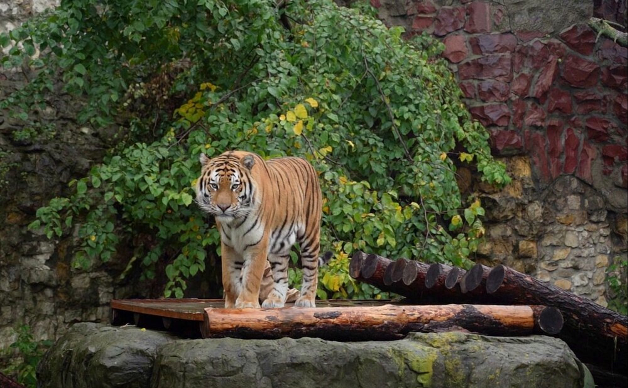В Приморском крае тигры покидают лес из-за наводнения 