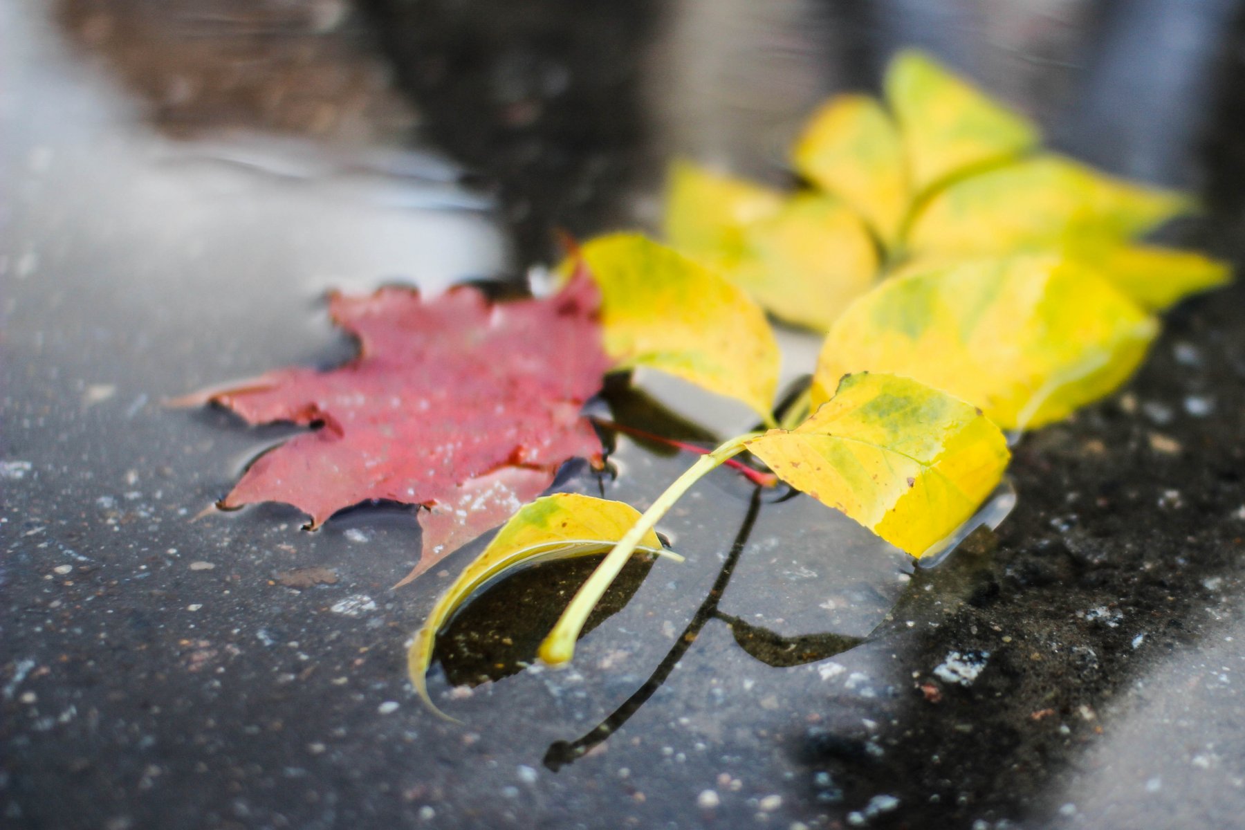 Ноябрь листья дождь снег. Обои на телефон осенний дождь естественный сильный. Самые красивые листья. Исследования самым красивым листочком. Заморозки в подмосковье