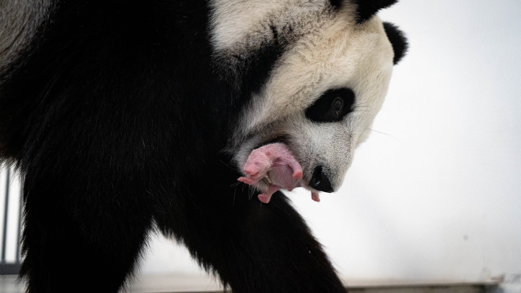 Московская панда с детенышем. Панда жуи в Московском зоопарке. Панда с детёнышем. Новорожденный Панда. Новорожденные панды.