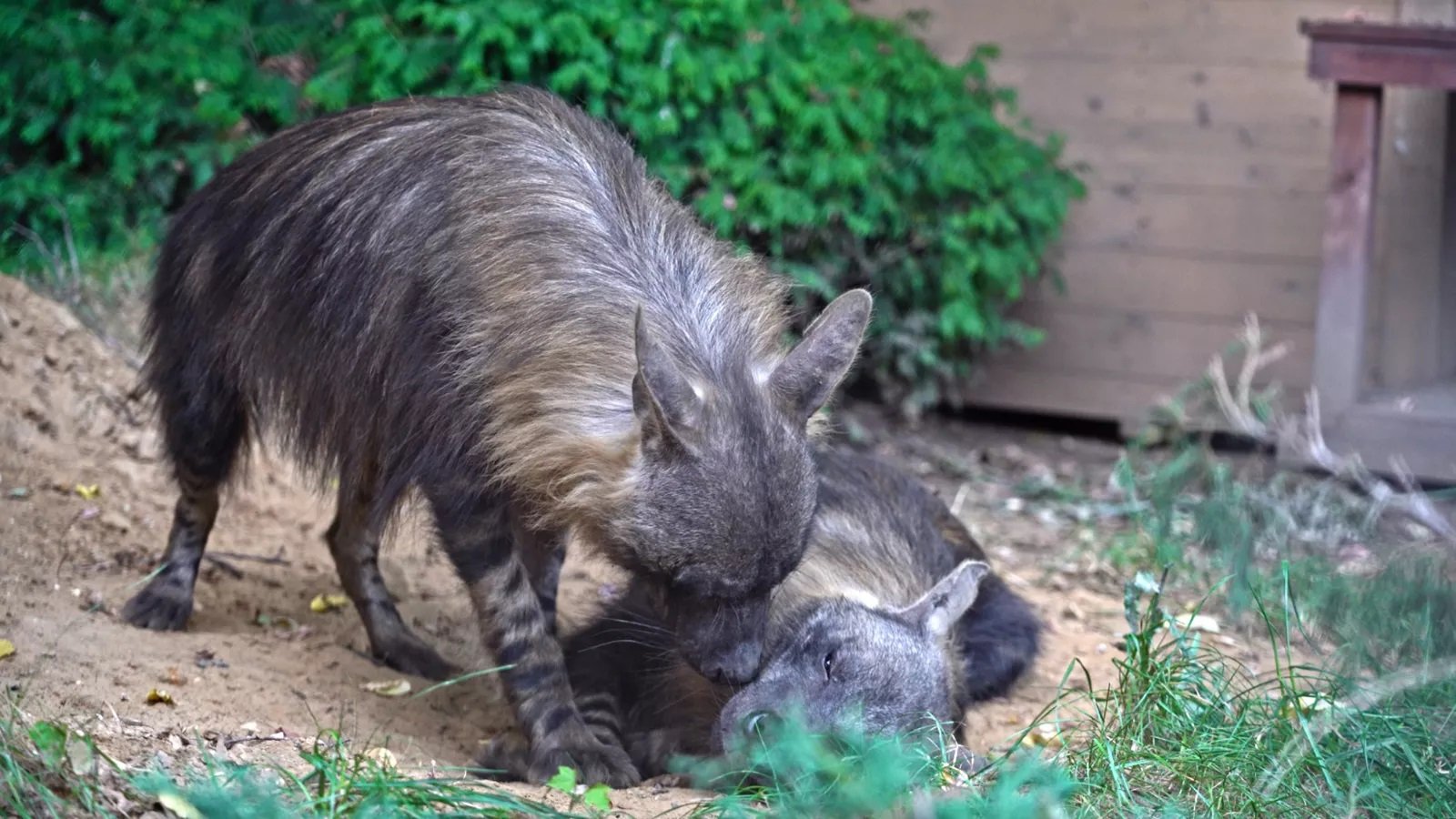 В Московском зоопарке появились редкие бурые гиены 