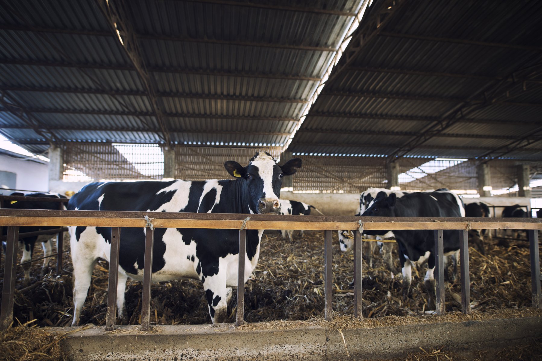 В Зарайске молочная ферма получила 10 млн рублей на развитие агротуризма 