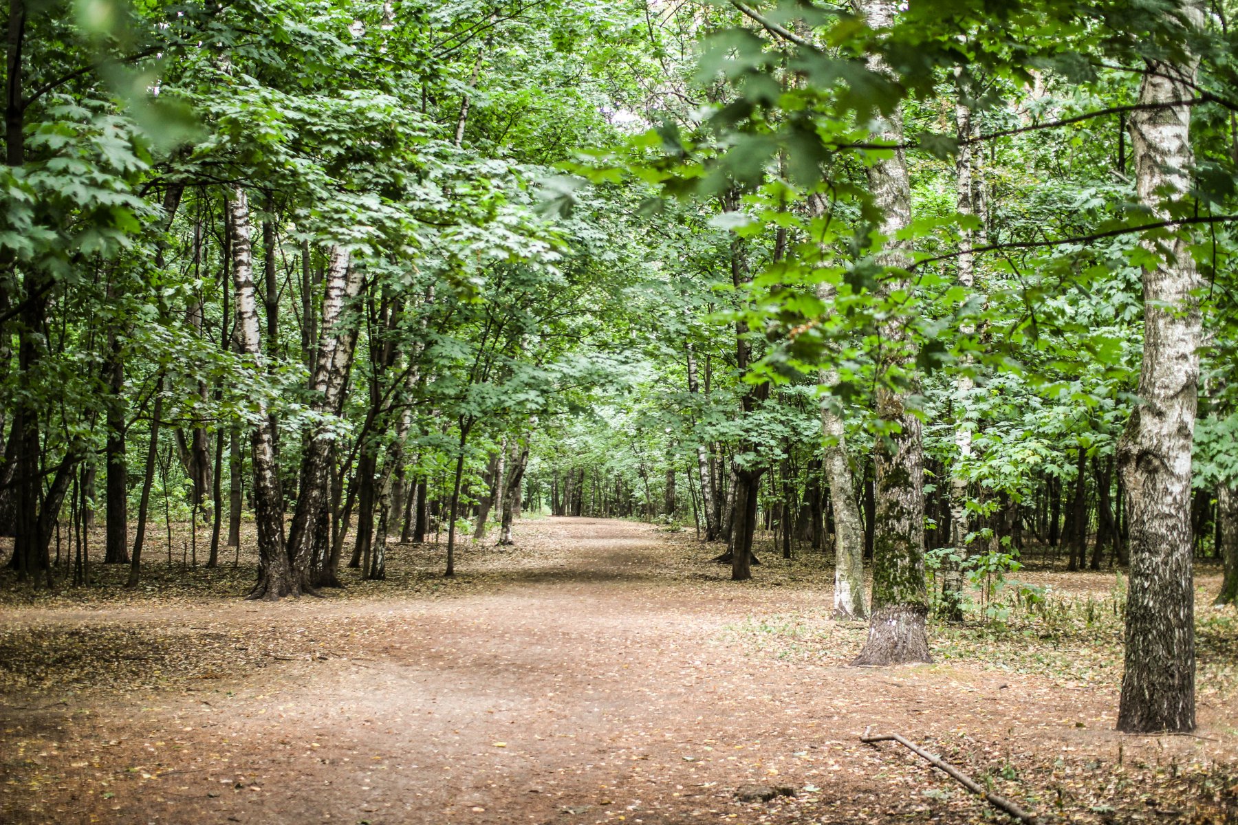 В Протвино благоустроят лес около ТЦ «Слава» почти за 80 млн рублей