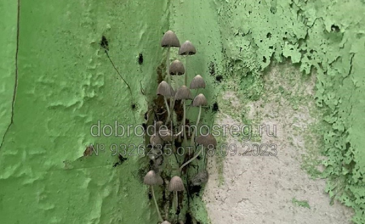 В одной из школ в Нахабино на стене спортзала выросли грибы