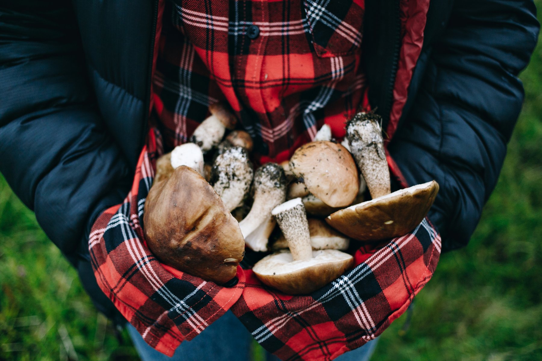 Как вырастить грибы у себя на участке: полезные лайфхаки 