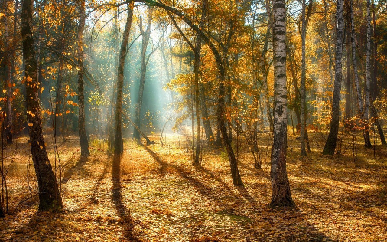 «Цвет настроения: осень» – в Подмосковье состоится фотоконкурс осенних пейзажей