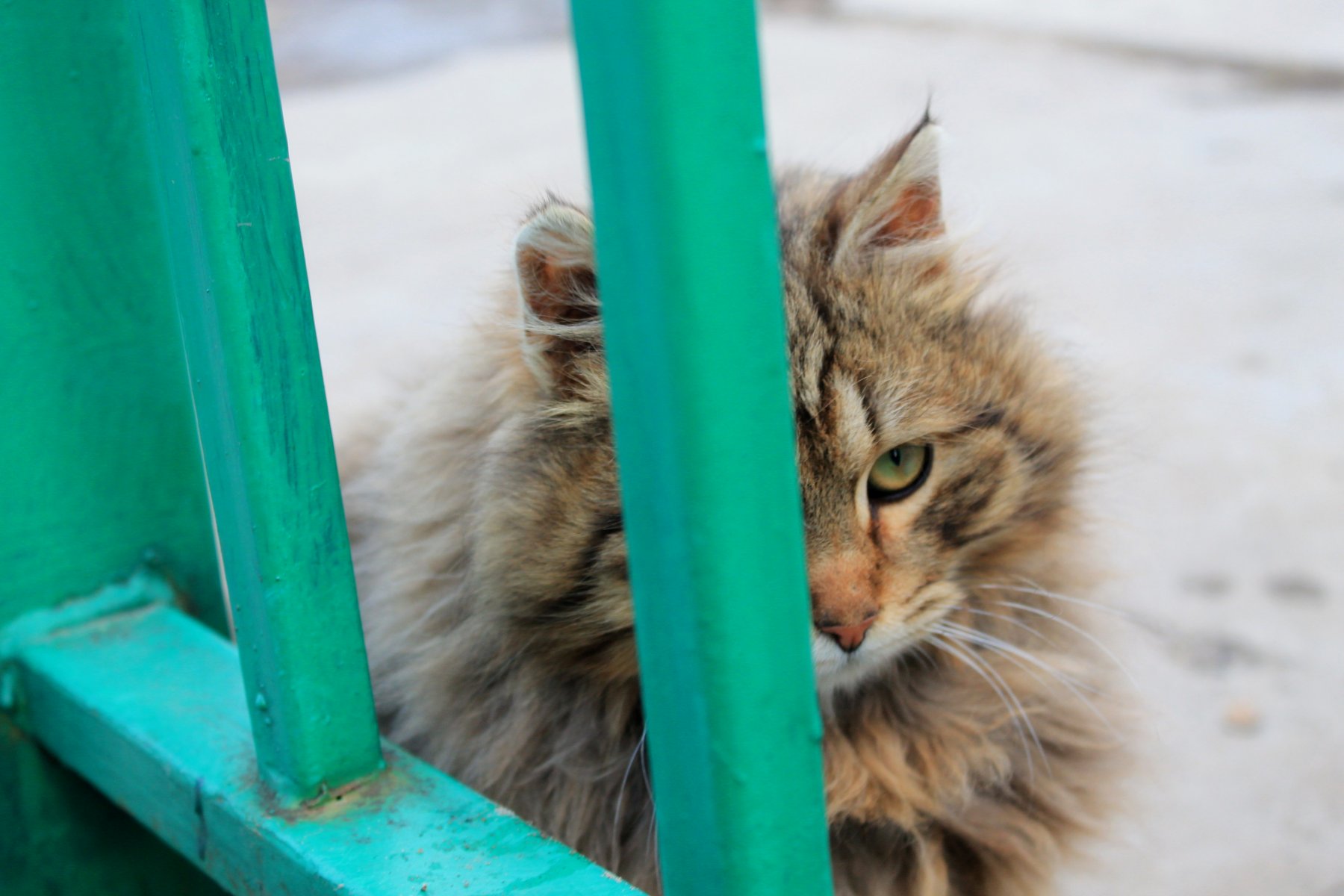 Клинчан приглашают принять участие в акции помощи бездомным животным