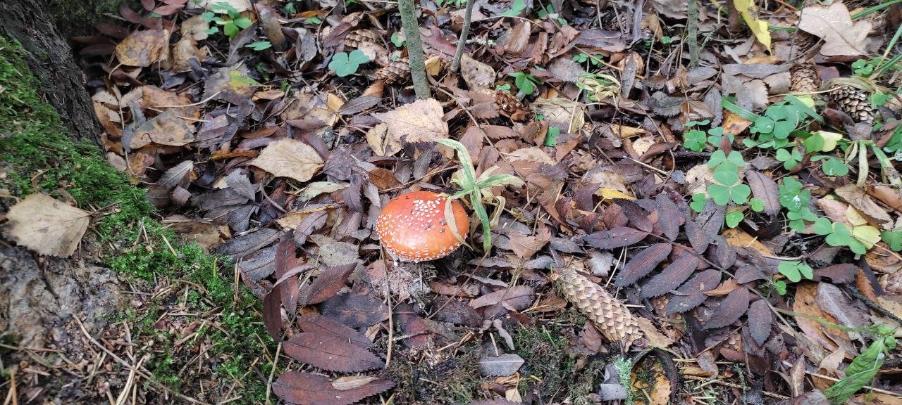 Жителям Подмосковья рассказали, где можно собрать больше всего грибов в октябре