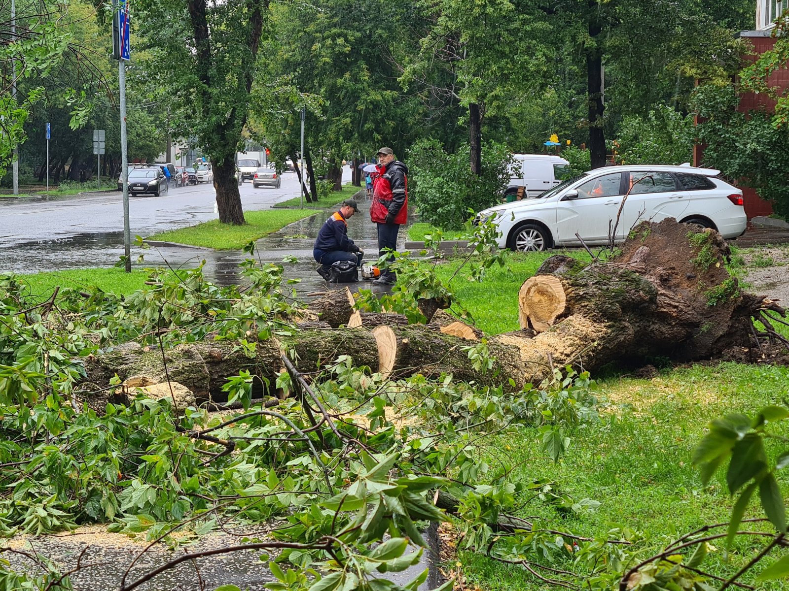 Стихия не оставила шансов: в Тульской области рухнули 26 деревьев