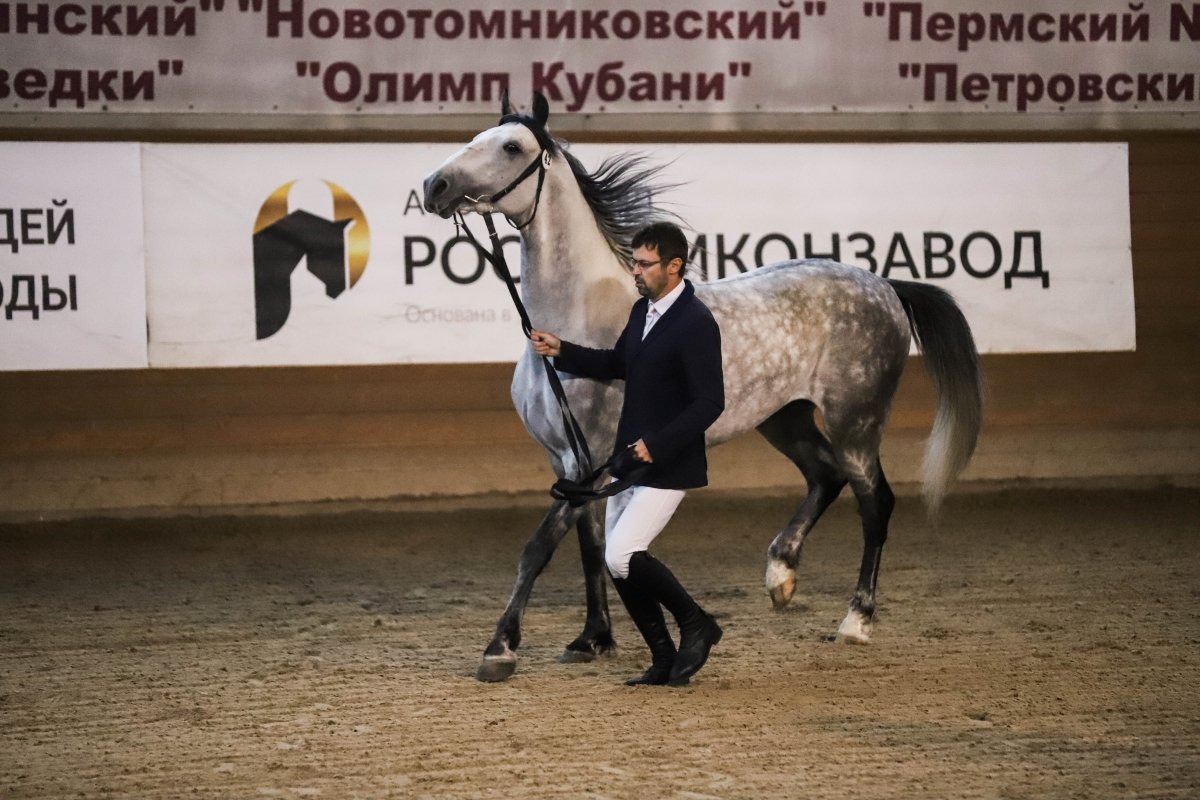 На аукционе Московского конного завода №1 продали лошадей на 11 млн рублей 