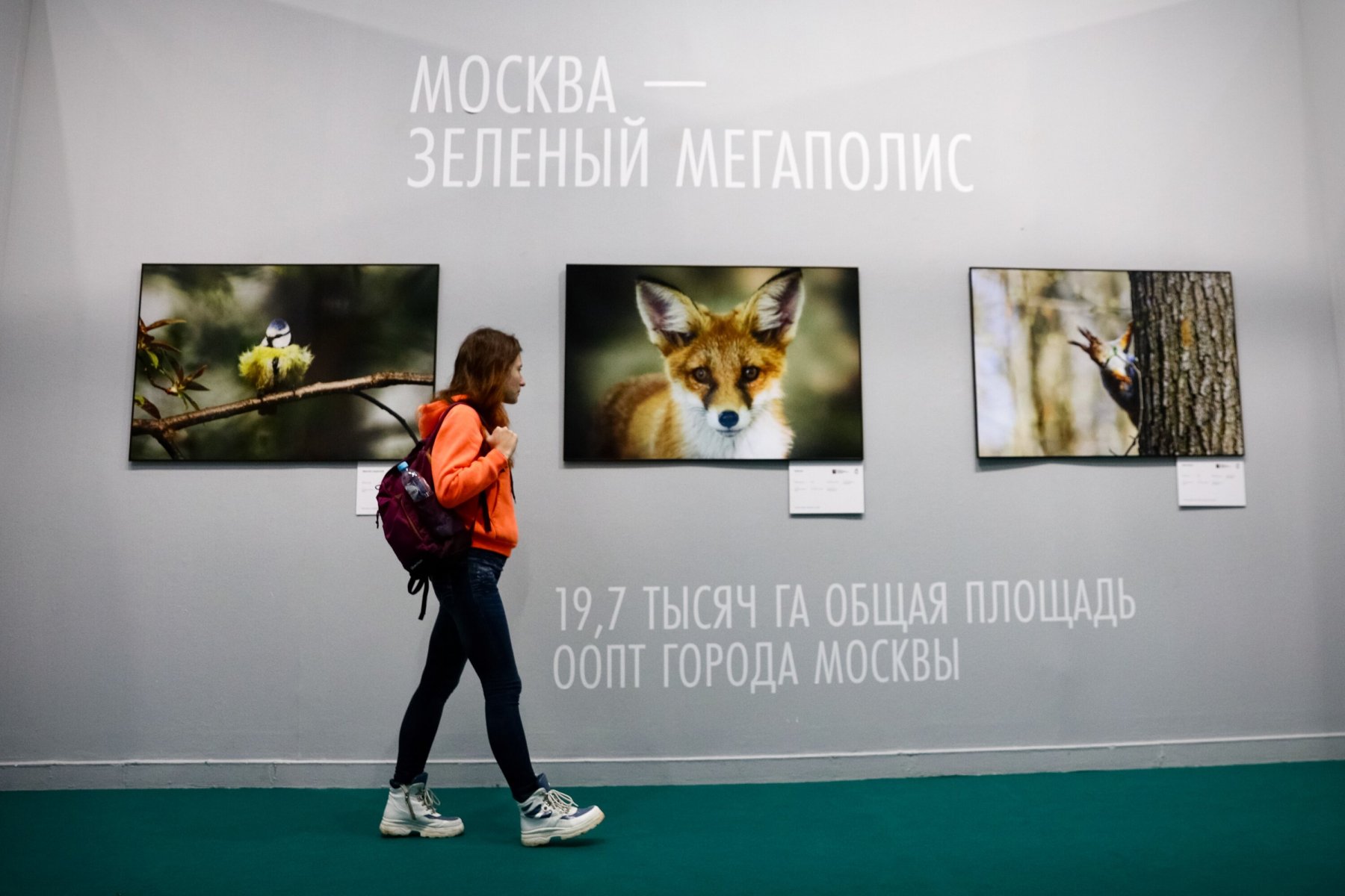 Международный фестиваль дикой природы ЗОЛОТАЯ ЧЕРЕПАХА снова пройдет в Москве