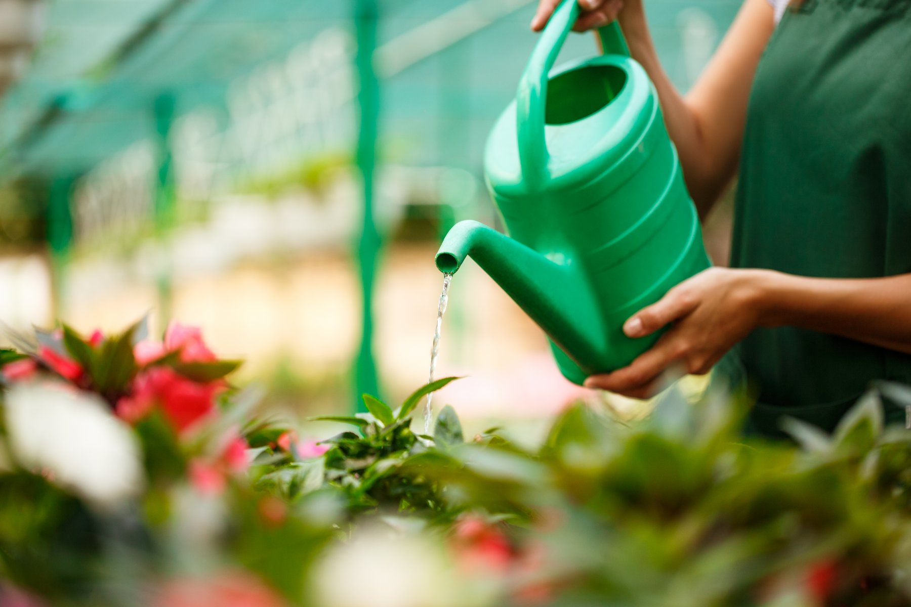 Watering flowers. Полить цветы among us. Watering can for Flowers Mockup.