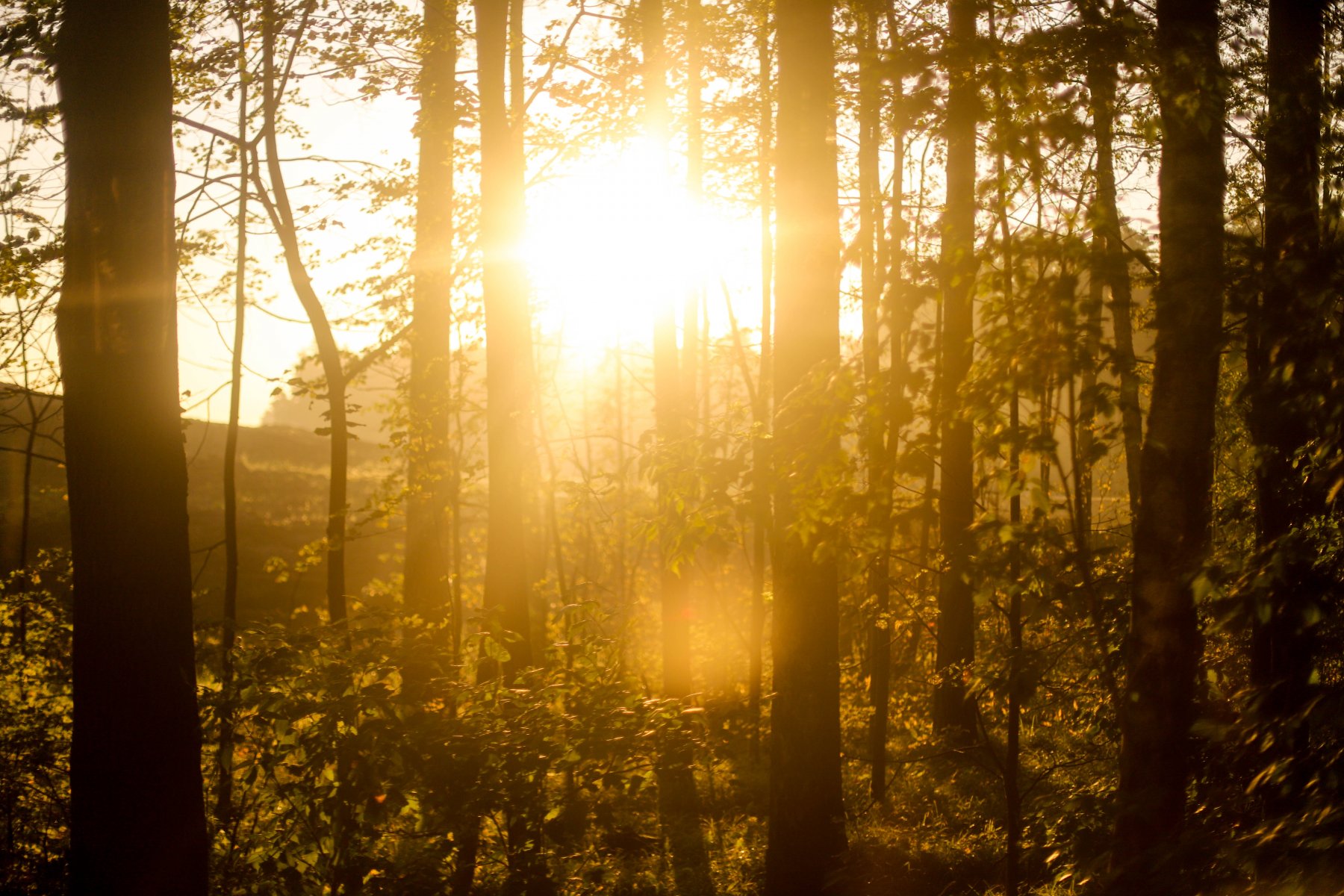 К началу осени следующего года благоустроят Губернский лес в Чехове