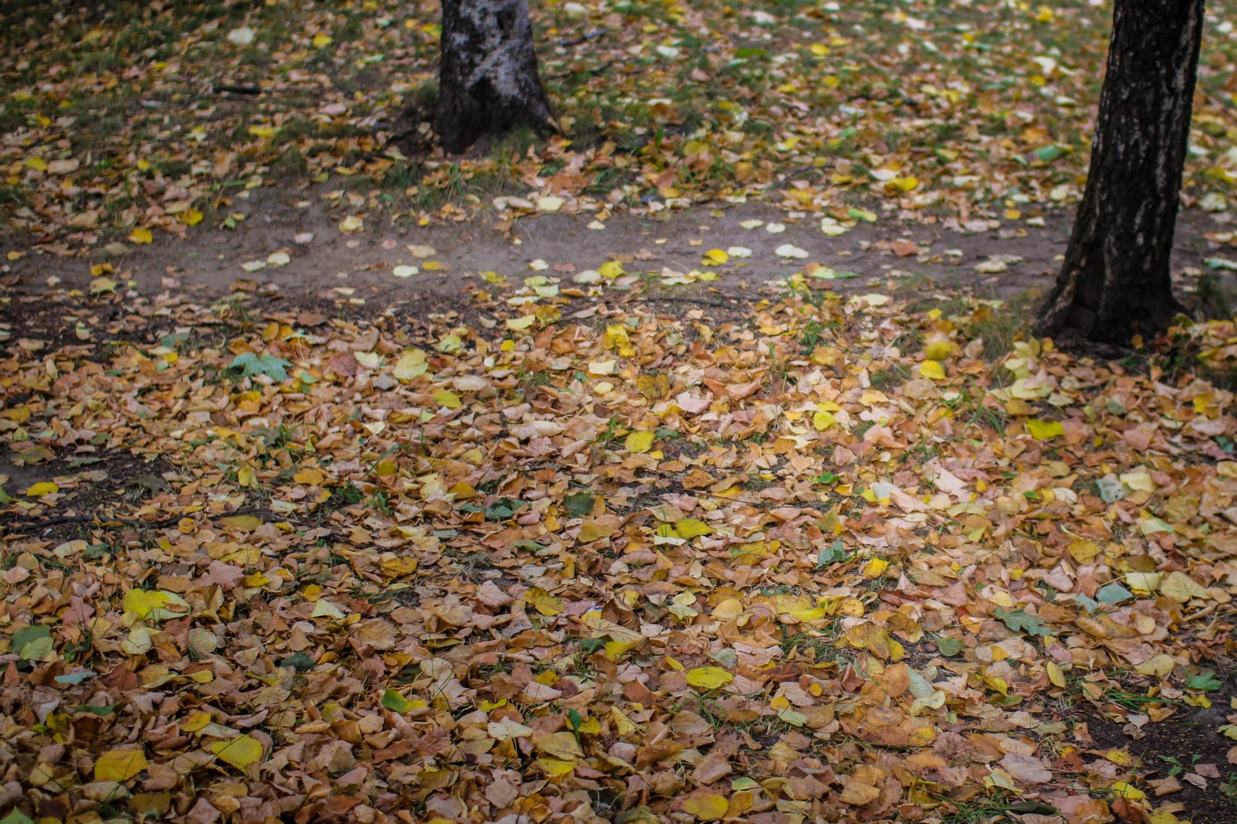 В Кашире за неделю от опавшей листвы очистили 1,5 тысячи кв. м