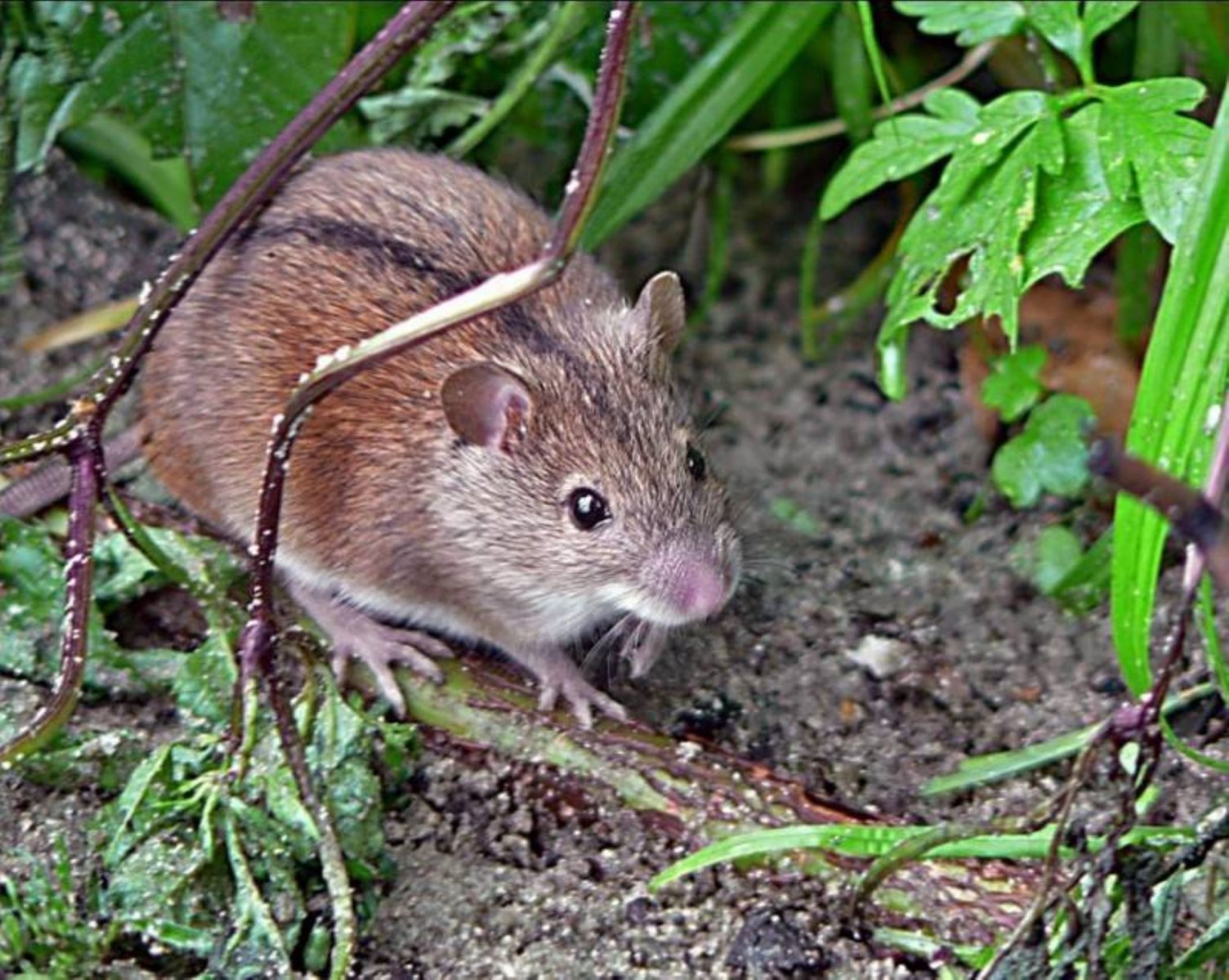 Мышь рост. Лесная мышовка Sicista betulina. Степная мышовка. Тянь Шаньская мышовка. Мышовка Степная – Sicista subtilis.