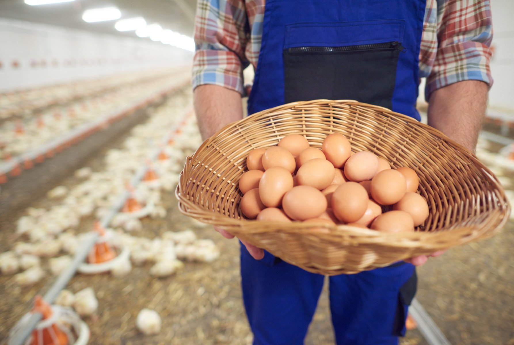 Вице-премьер РФ поручила увеличить производство курицы и яиц