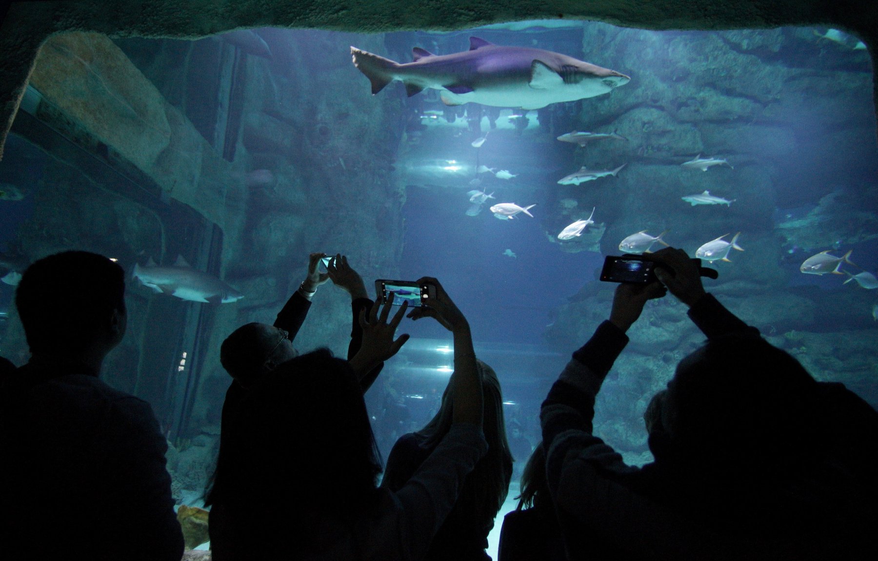 В «Москвариуме» в этом году появилось более 1 тысячи детенышей