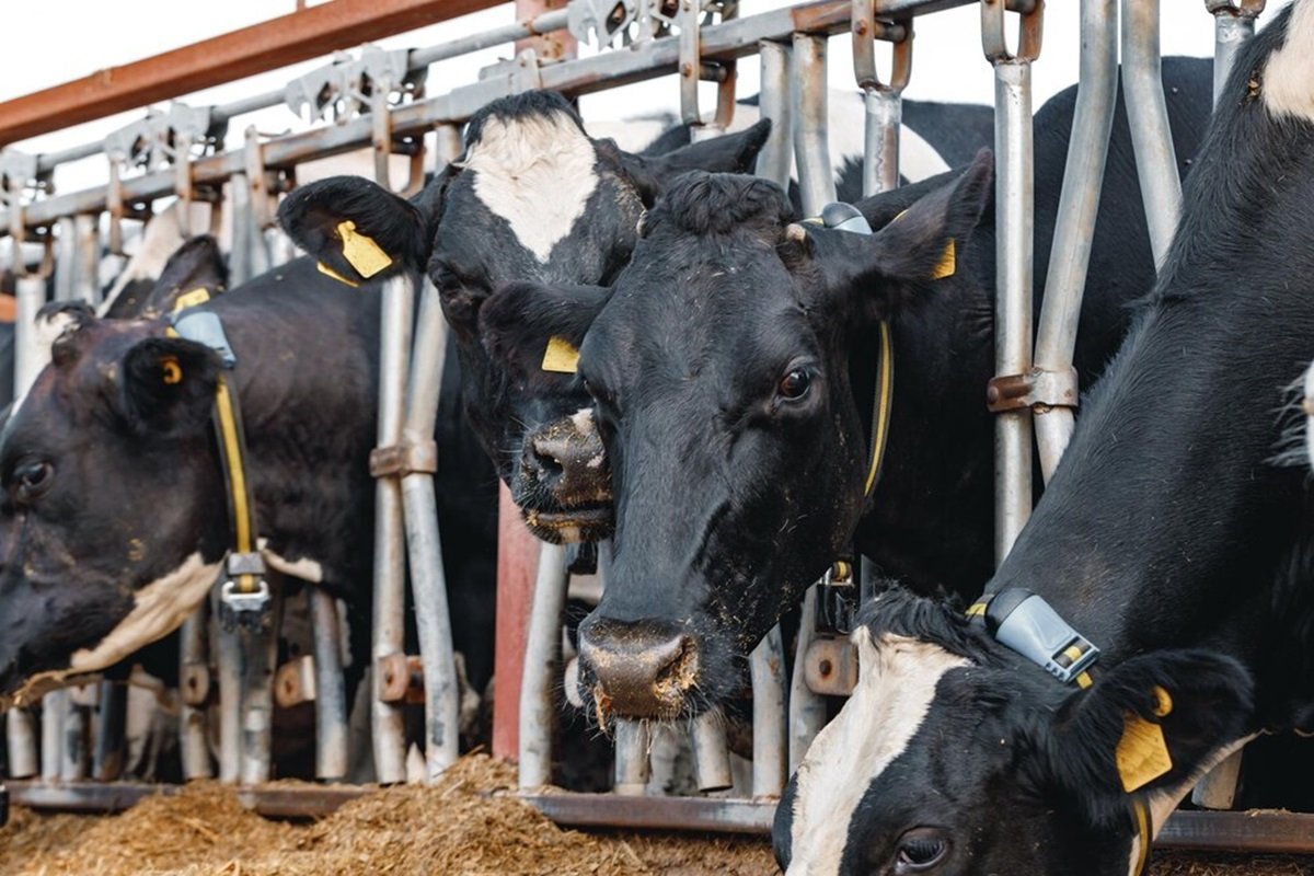 Европейская организация потребовала прекратить держать коров на привязи