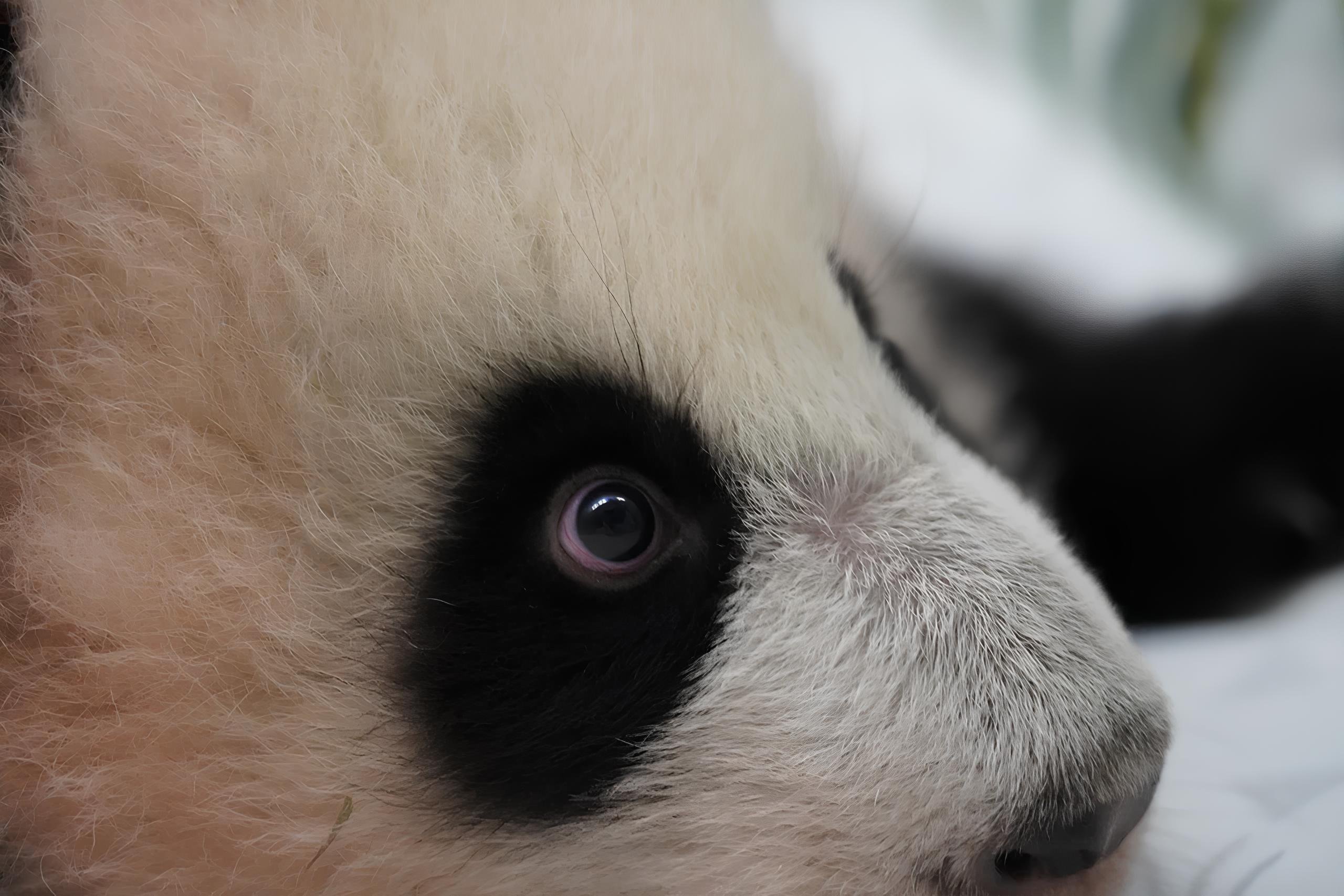 Маленькая панда из Московского зоопарка делает первые шаги