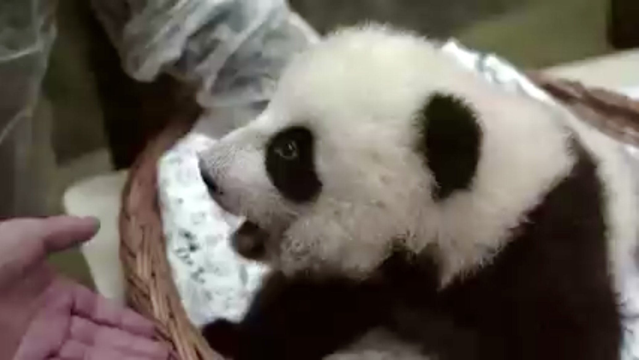 Жители Москвы выбрали имя для детеныша панды из столичного зоопарка 