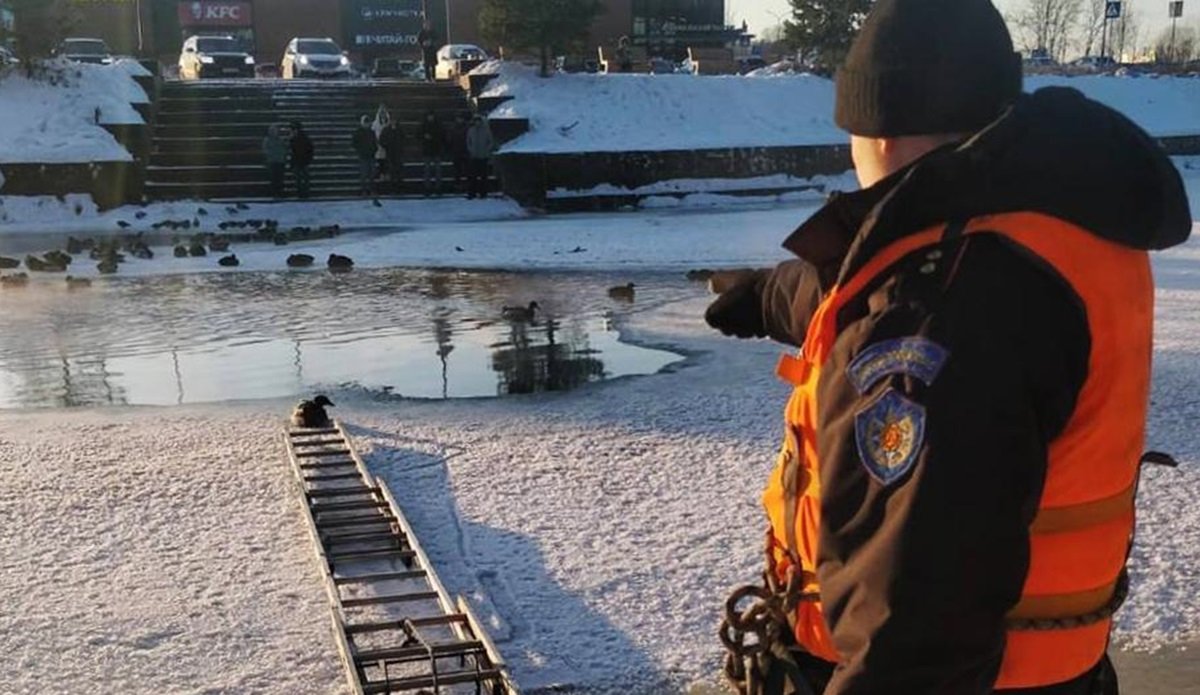 В Наро-Фоминске сотрудники МЧС спасли утку