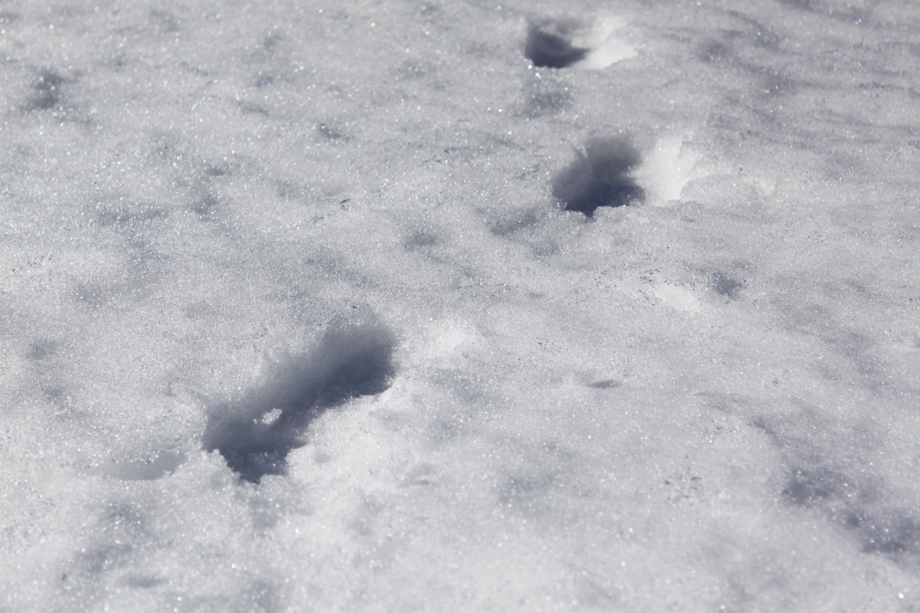 Синоптики заявили об увеличении снежного покрова в Москве на 8 см