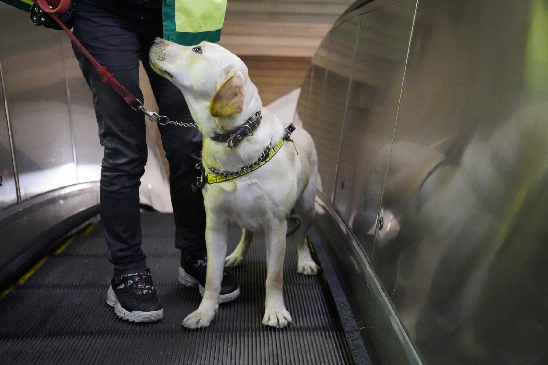 Помогать маломобильным пассажирам метро будут еще 50 собак-проводников 