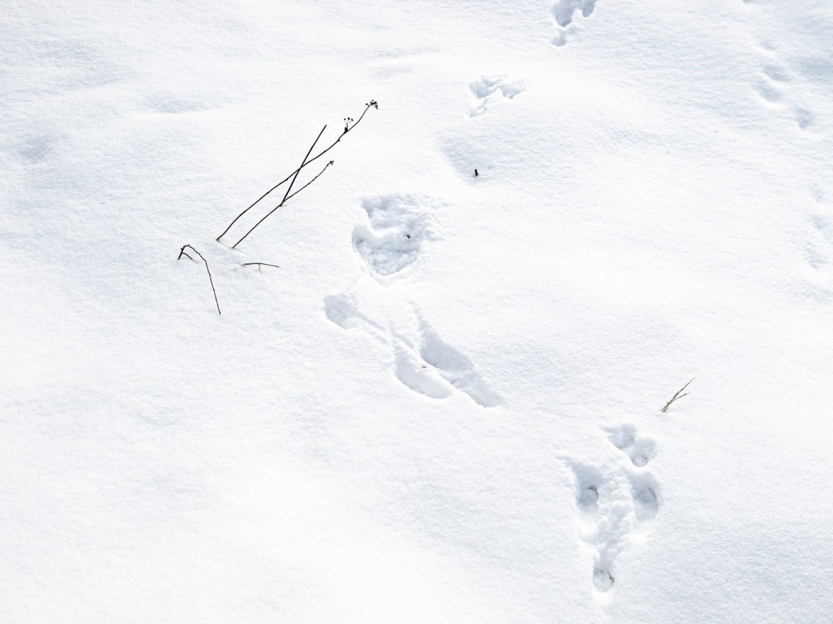следы на снегу рыжей лисы. Фотосайт витамин-п-байкальский.рф