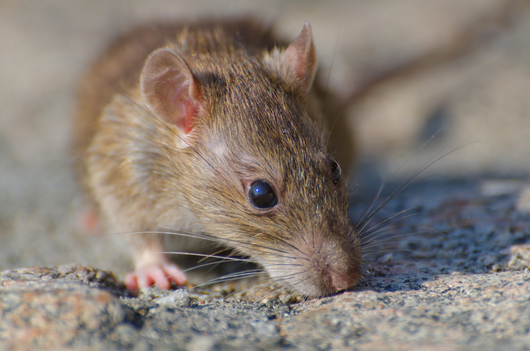 Жителей подмосковных Люберец одолевает нашествие крыс в квартирах
