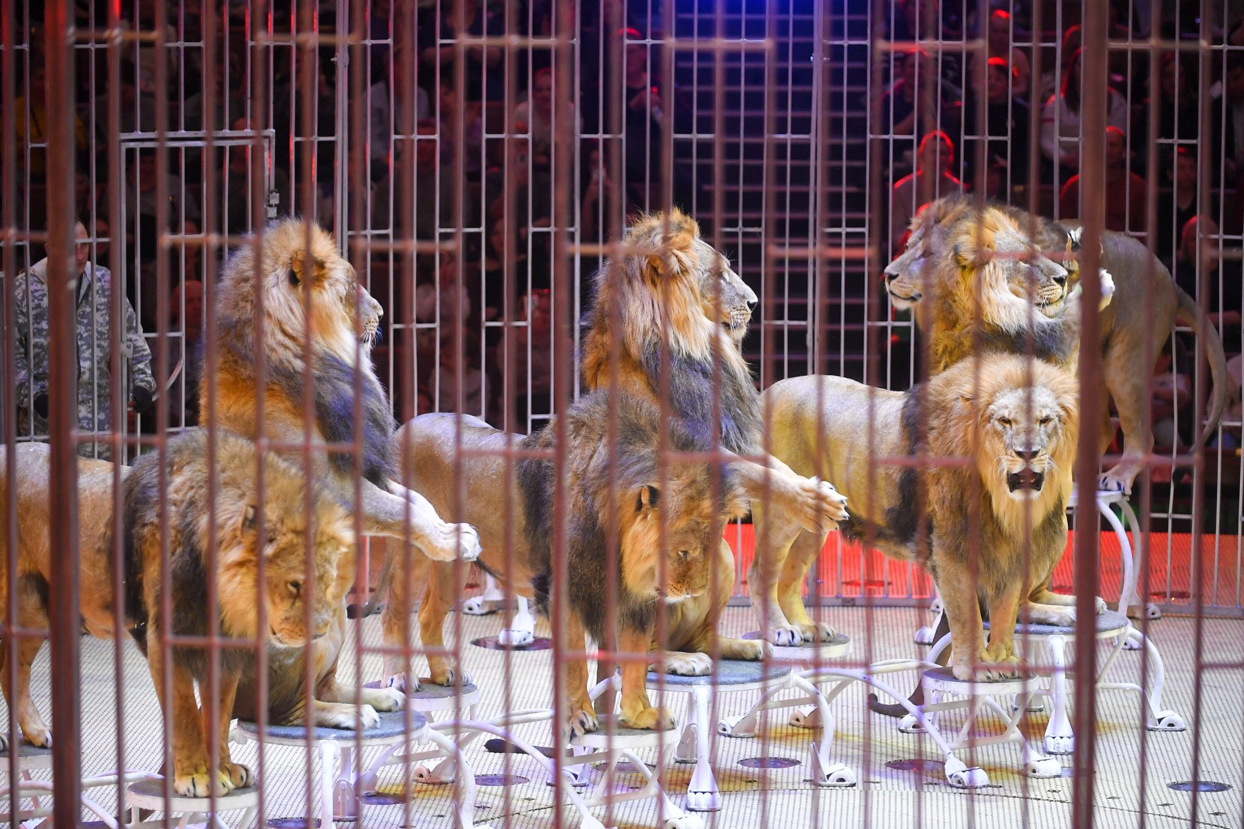 «Новые люди» предложили запретить циркам использовать животных