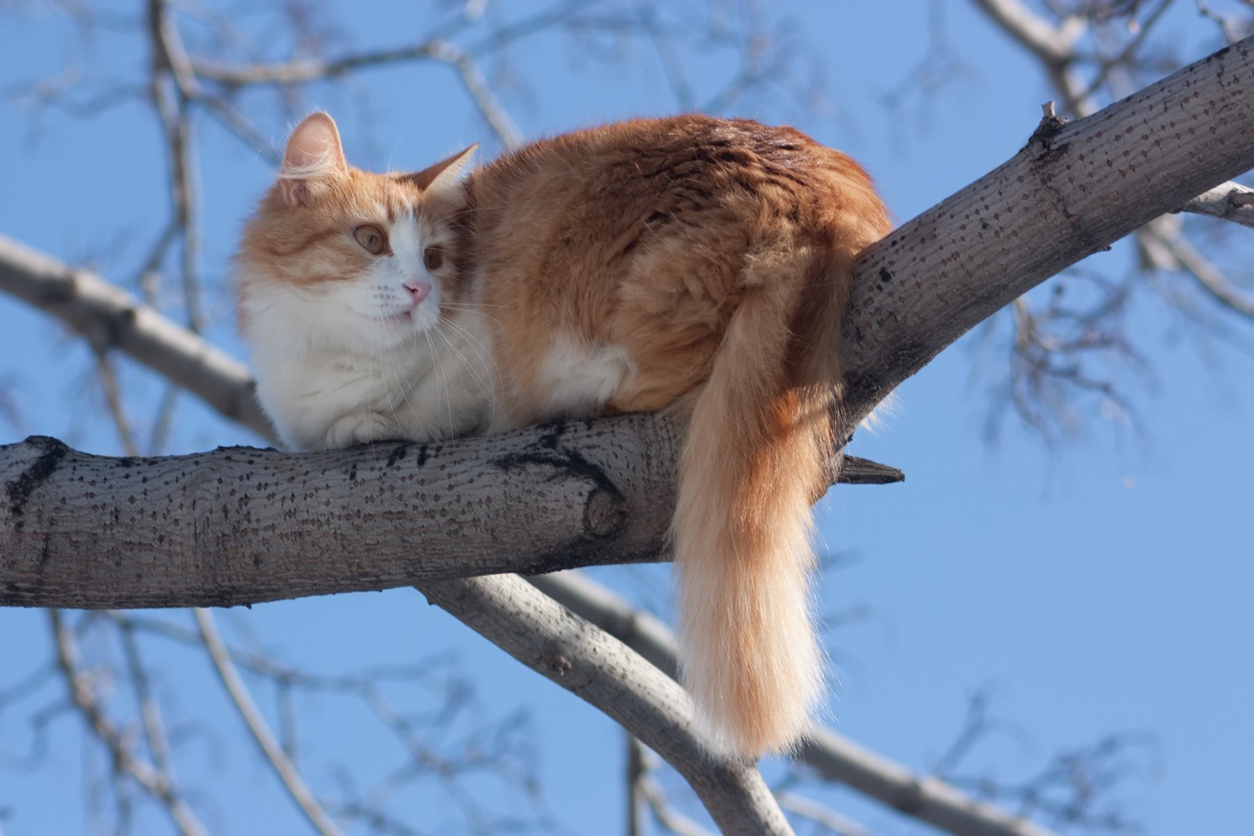 Жительница Щелково полезла на дерево за кошкой и не смогла спуститься 