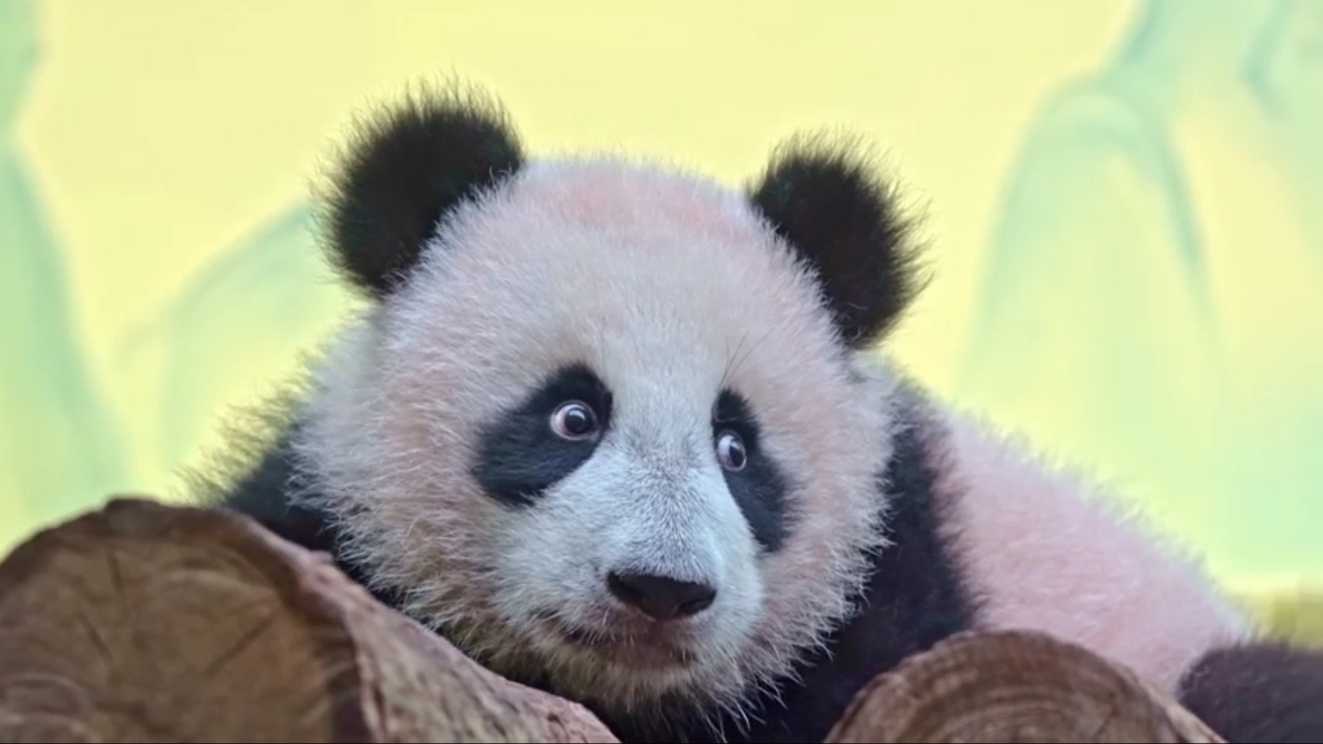 Первые посетители увидели панду Катюшу в Московском зоопарке 