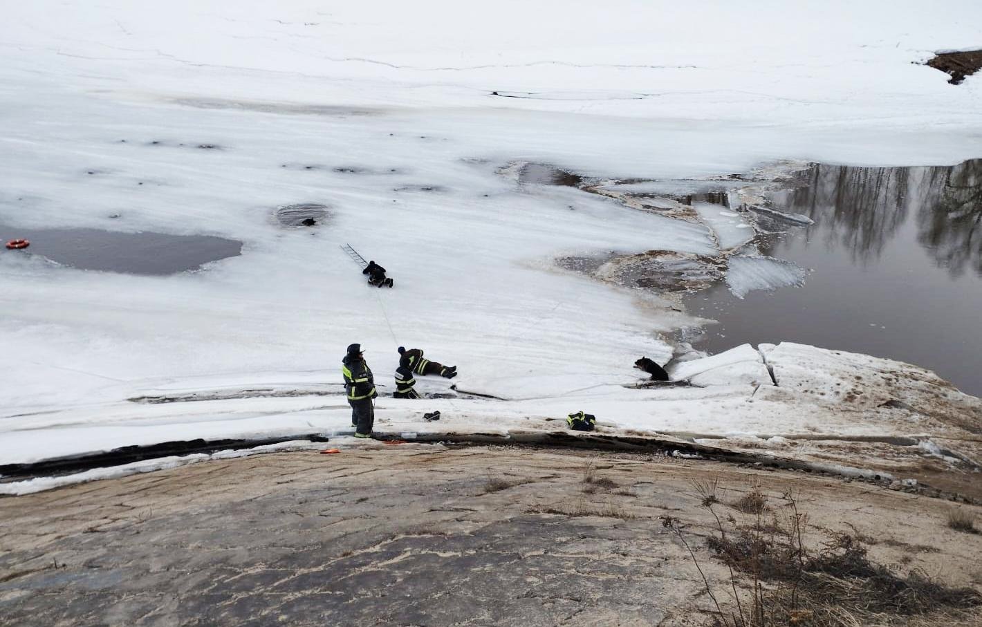 Сотрудники МЧС Московской области спасли двух овчарок, провалившихся под лед