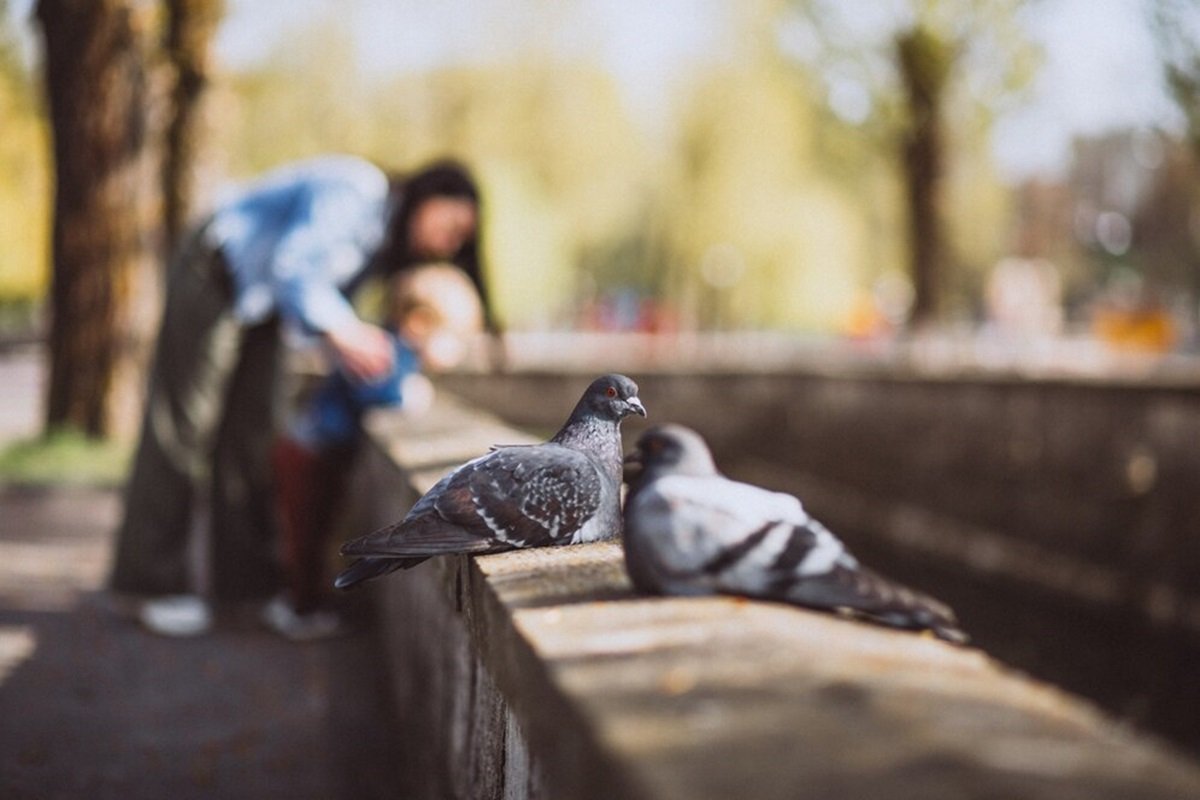 Эксперт: голуби могут заражать человека попугайной болезнью