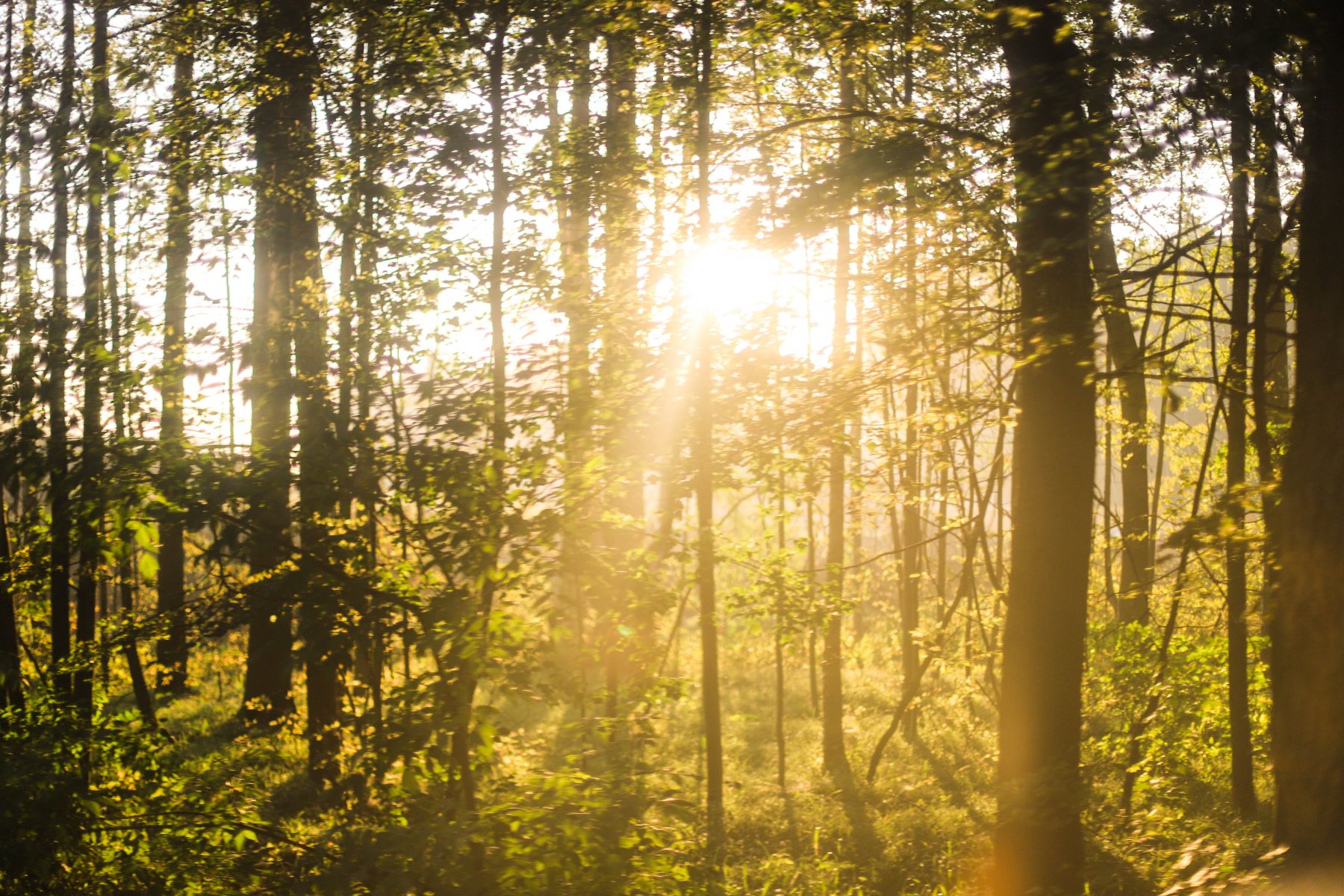 Опубликован Реестр лесопользователей-должников по оплате за использование лесного фонда Подмосковья