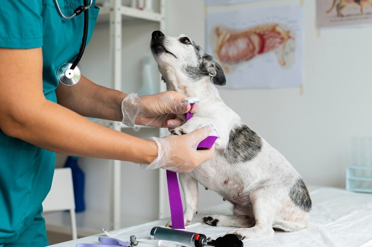 Исследование: россияне мало осведомлены о донорстве крови в ветеринарии