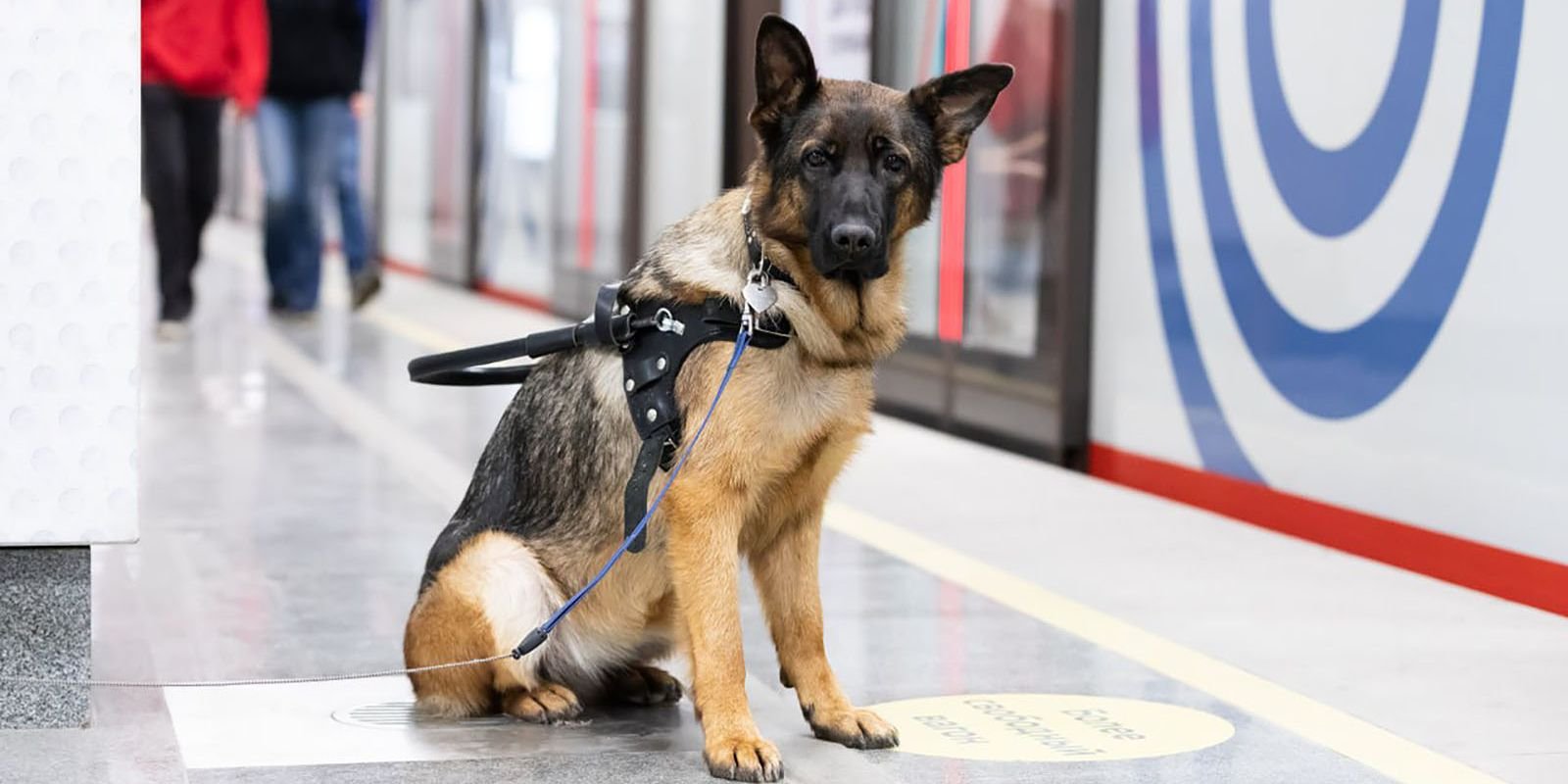 В Москве подготовили 350 собак-проводников, помогающих маломобильным гражданам в метрополитене 