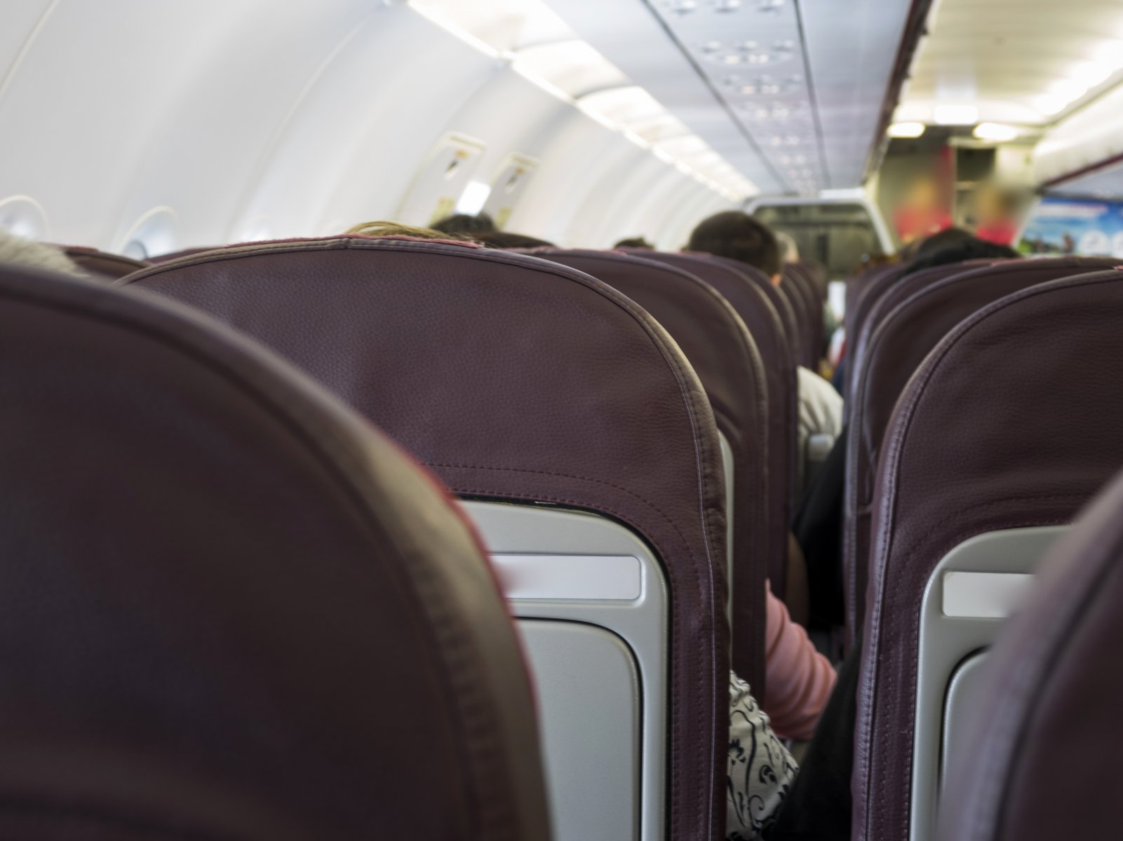 Эксперт: животные в самолете не представляют опасности для пассажиров-аллергиков