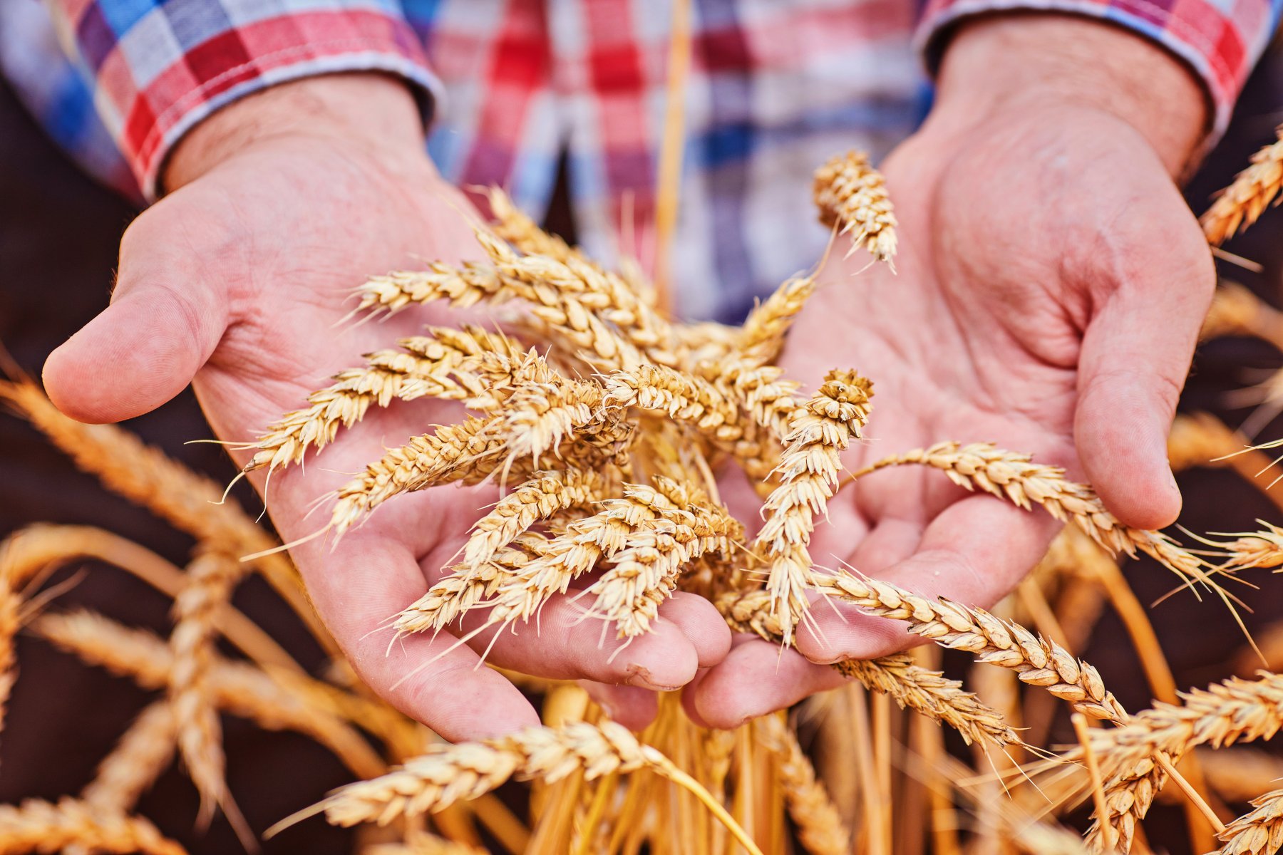 После шестимесячного перерыва Литва возобновила закупки зерна в России