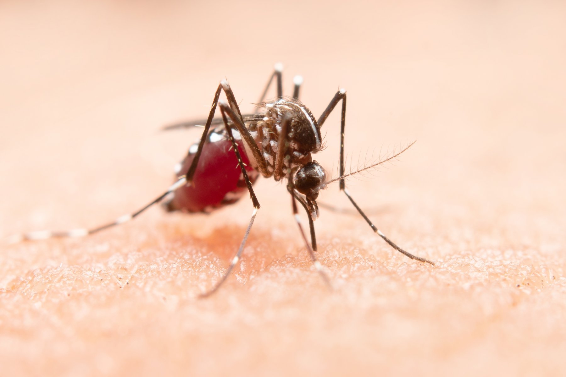 Биолог: первые комары проснутся еще до майских праздников