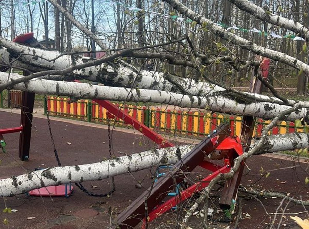 Дерево придавило двухлетнюю девочку в Красногорске