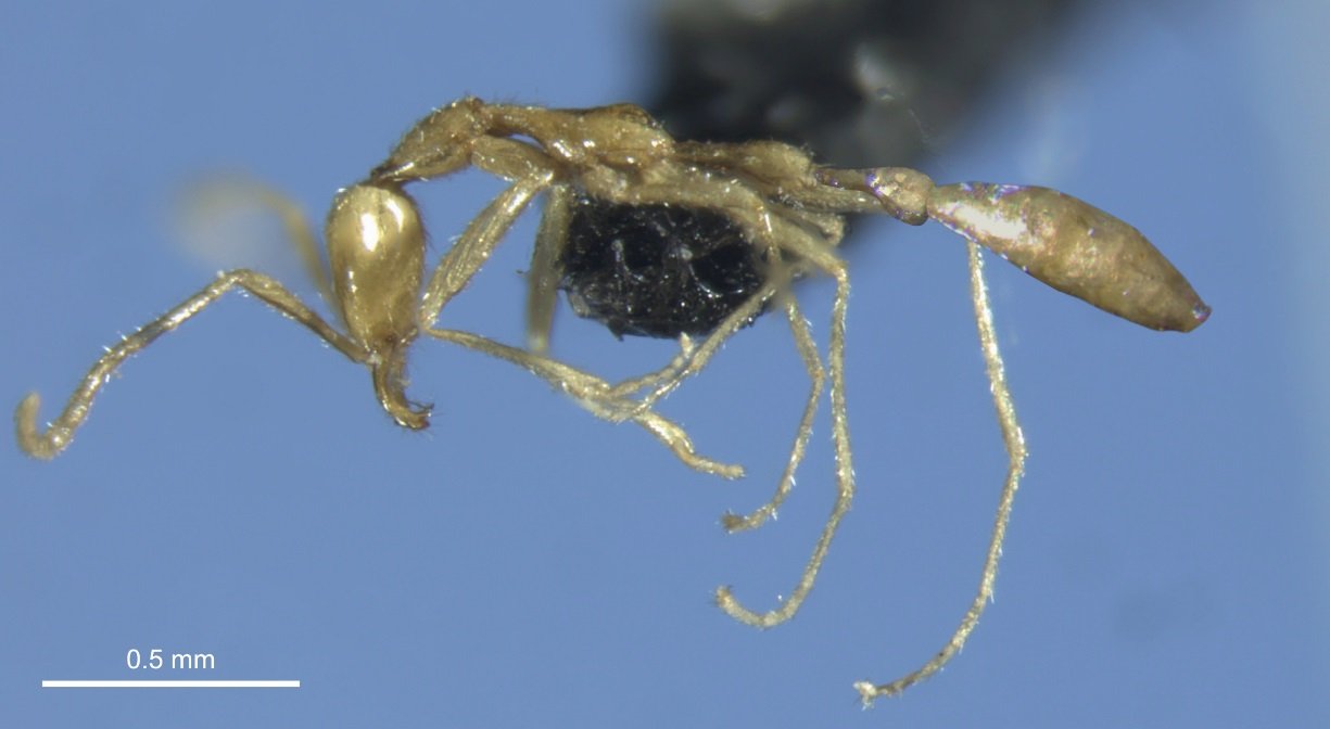 Обнаруженный в Австралии новый вид муравьев назвали «в честь» злодея из саги о Гарри Поттере