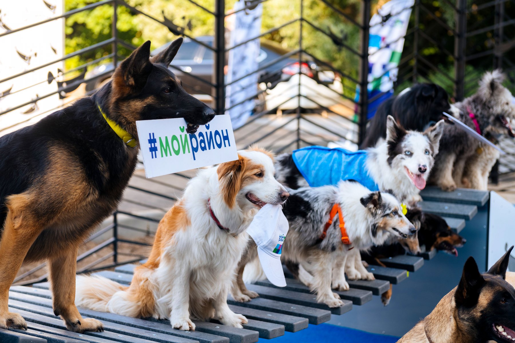 Сергунина: в текущем году в Москве появятся еще 24 площадки для выгула собак