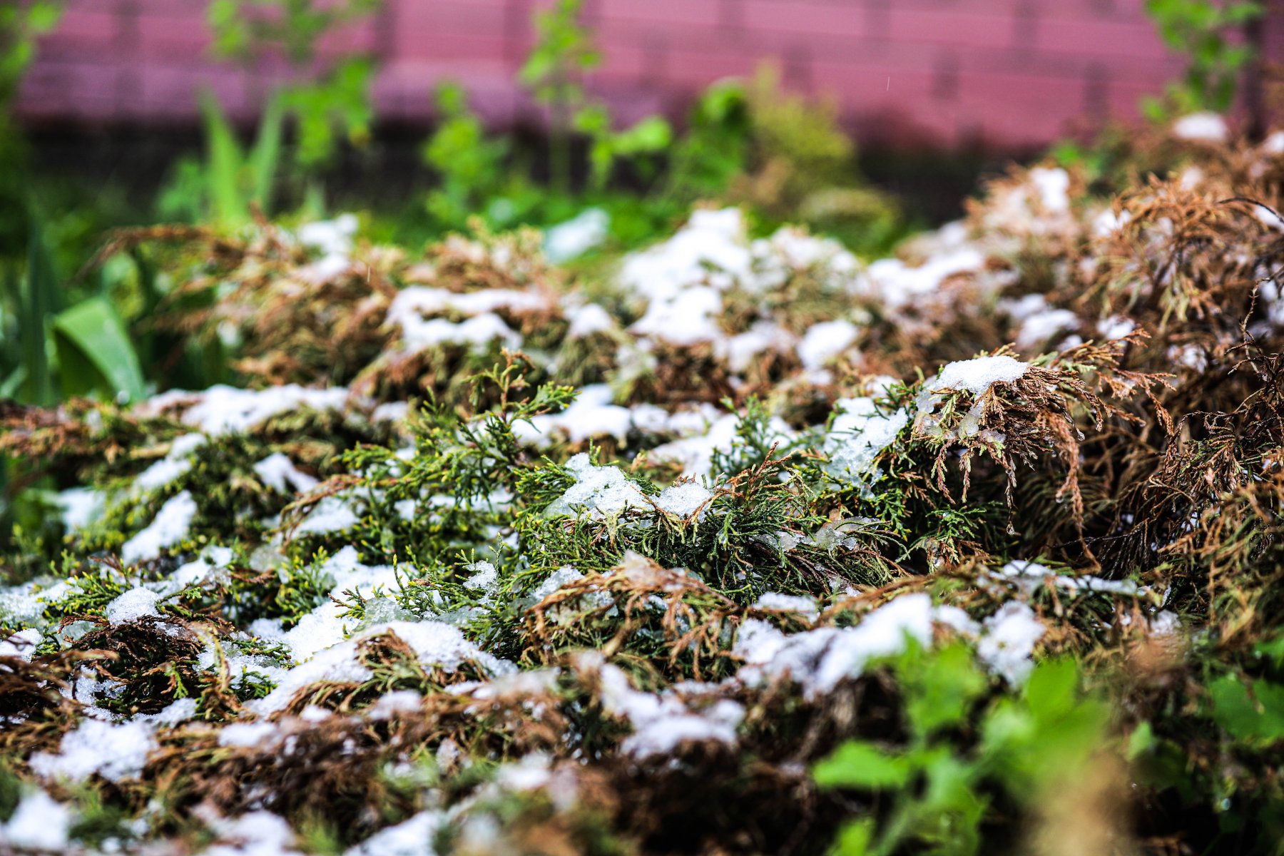 Агроэколог объяснил, как весенние заморозки могут повлиять на растения 