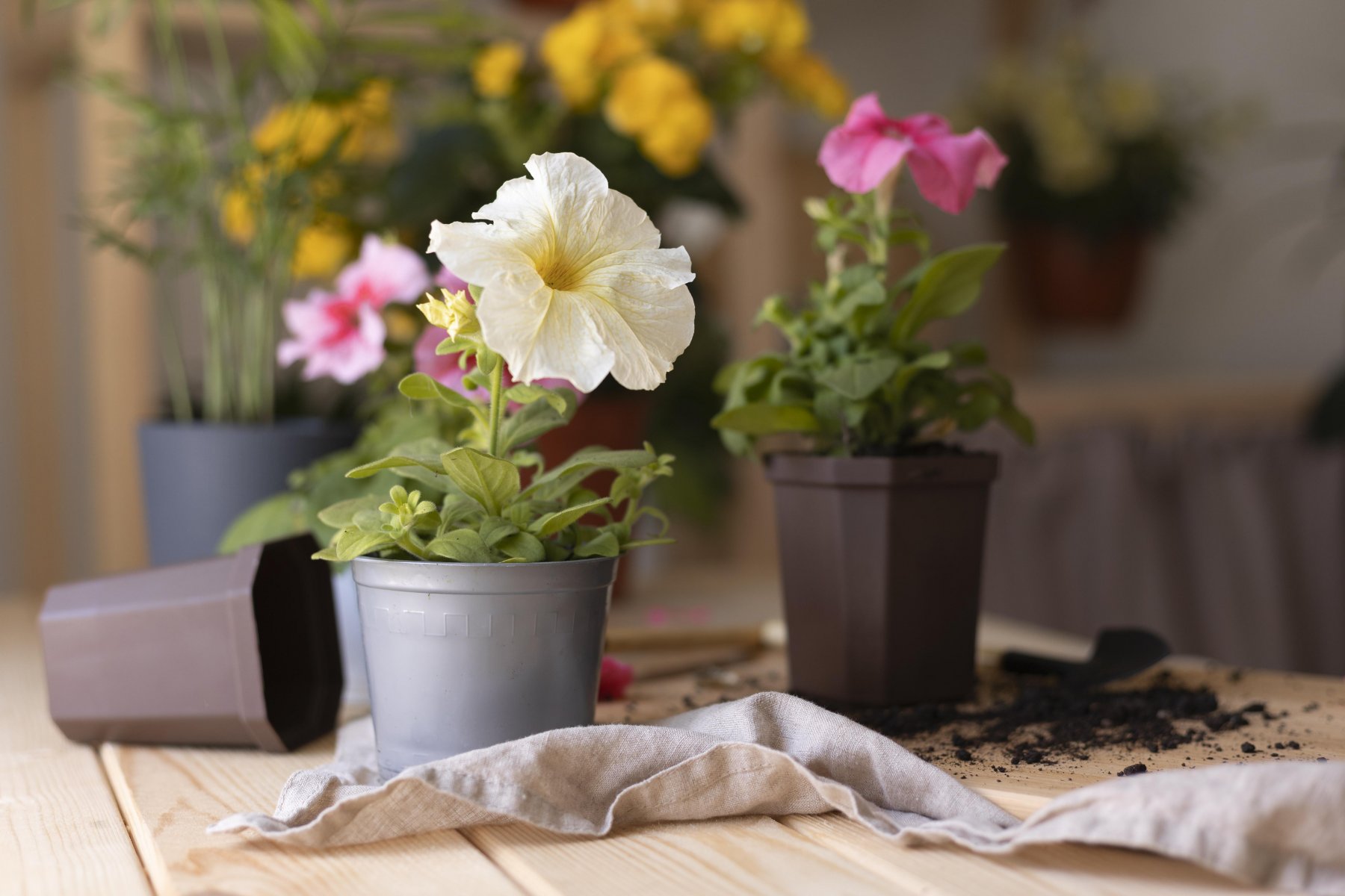 Флорист: некоторые комнатные растения лучше убирать с подоконника летом