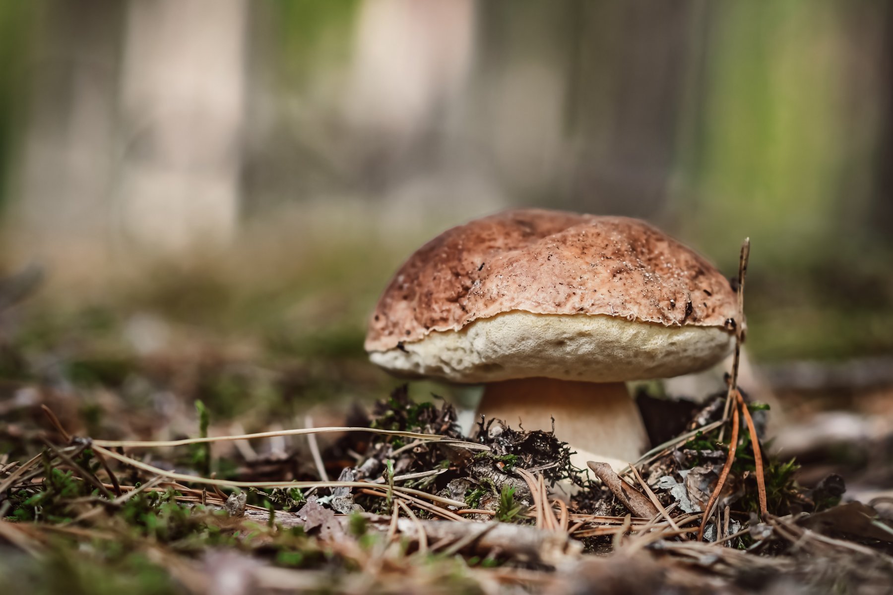 «С грибами все будет хорошо» - миколог пообещал любителям «тихой охоты» урожайный сезон