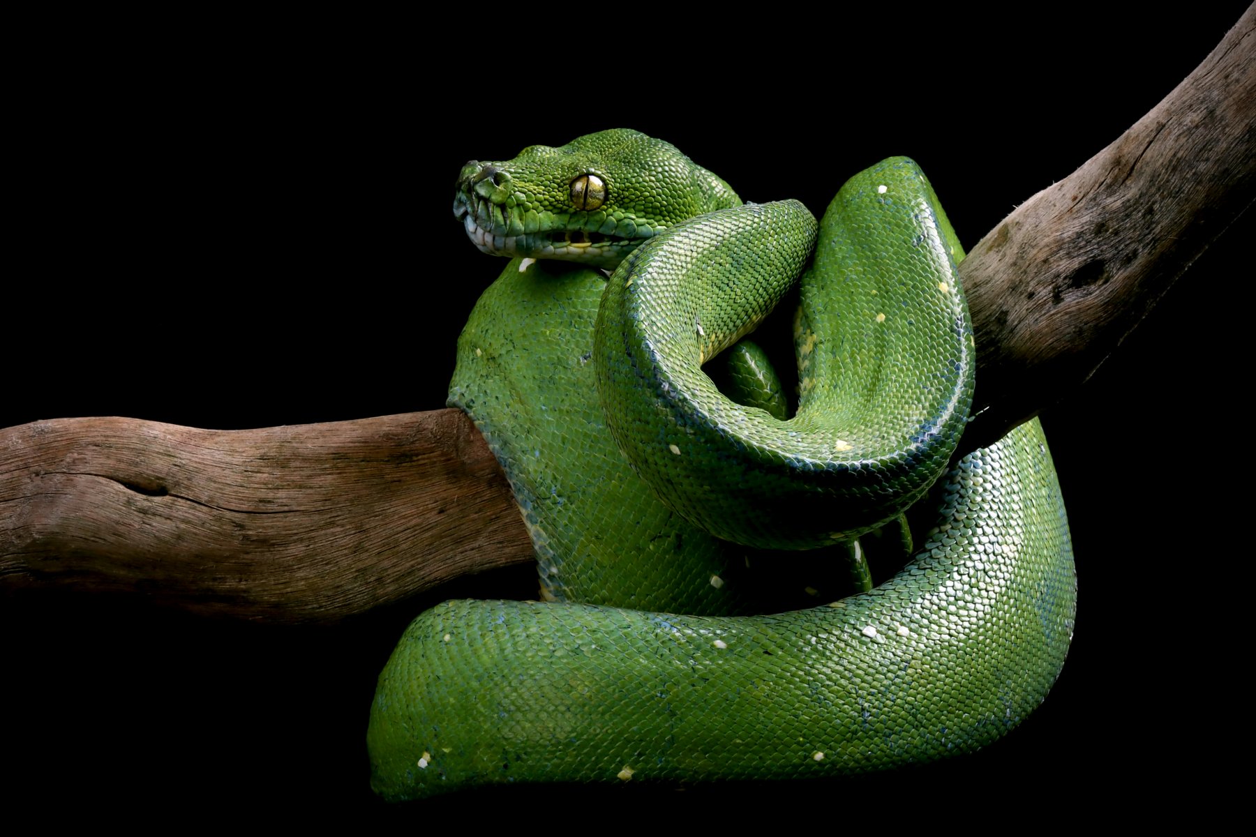 Токсиколог дал рекомендации по действиям после укуса змеи 