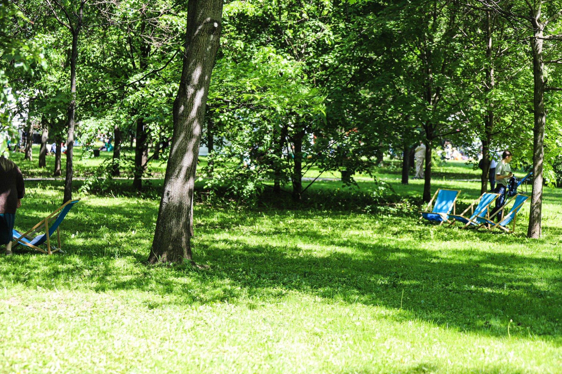 Центральный парк в Пушкино стал одним из самых посещаемых в Московской области 